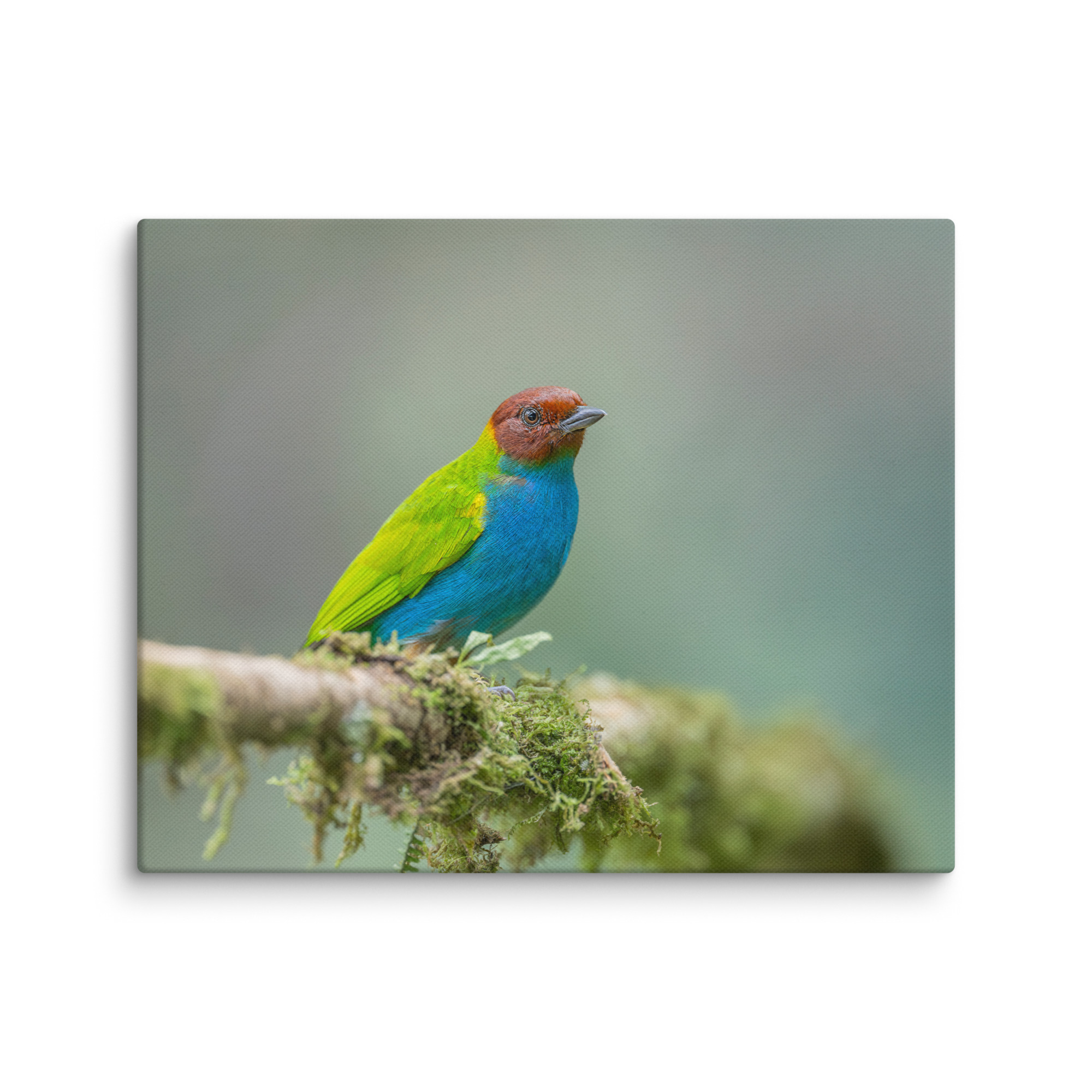 Bay Headed Tanager in rain Forest! Canvas - Image 18