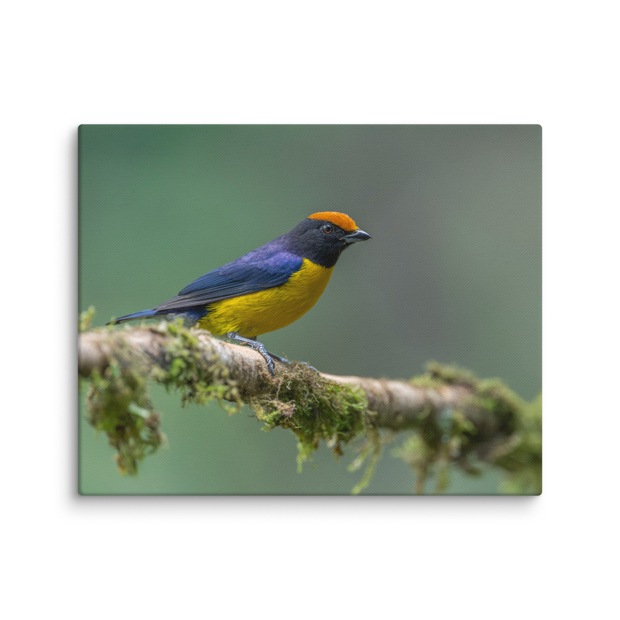 Tawny-capped euphonia in cloud forest! Canvas - Image 18