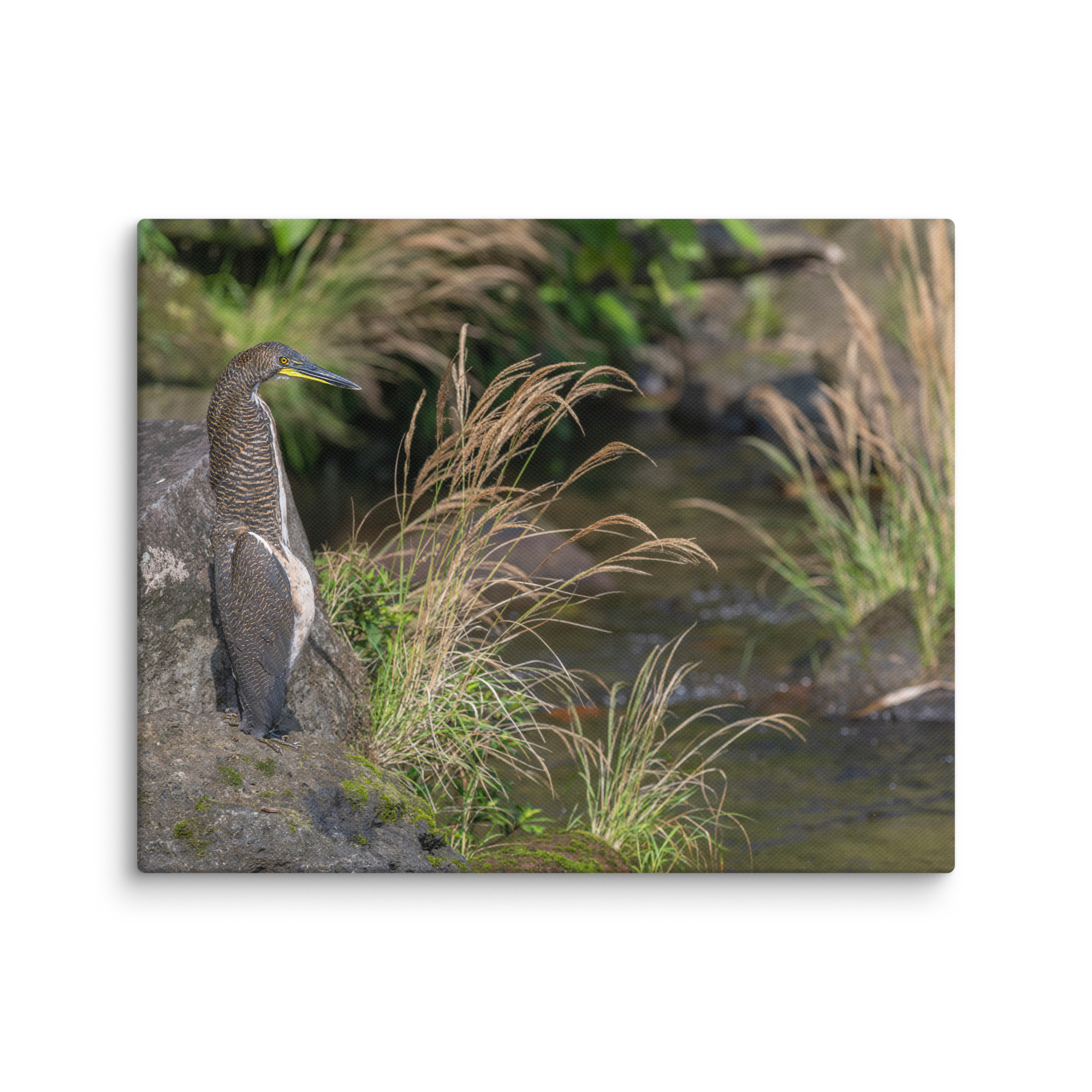 Bare-throated tiger heron! Canvas - Image 19