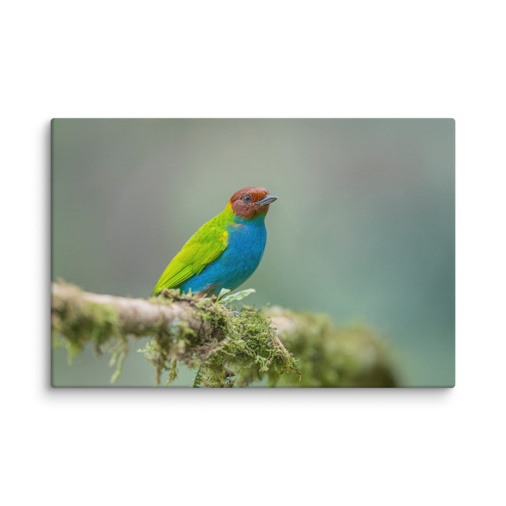 Bay Headed Tanager in rain Forest! Canvas - Image 19
