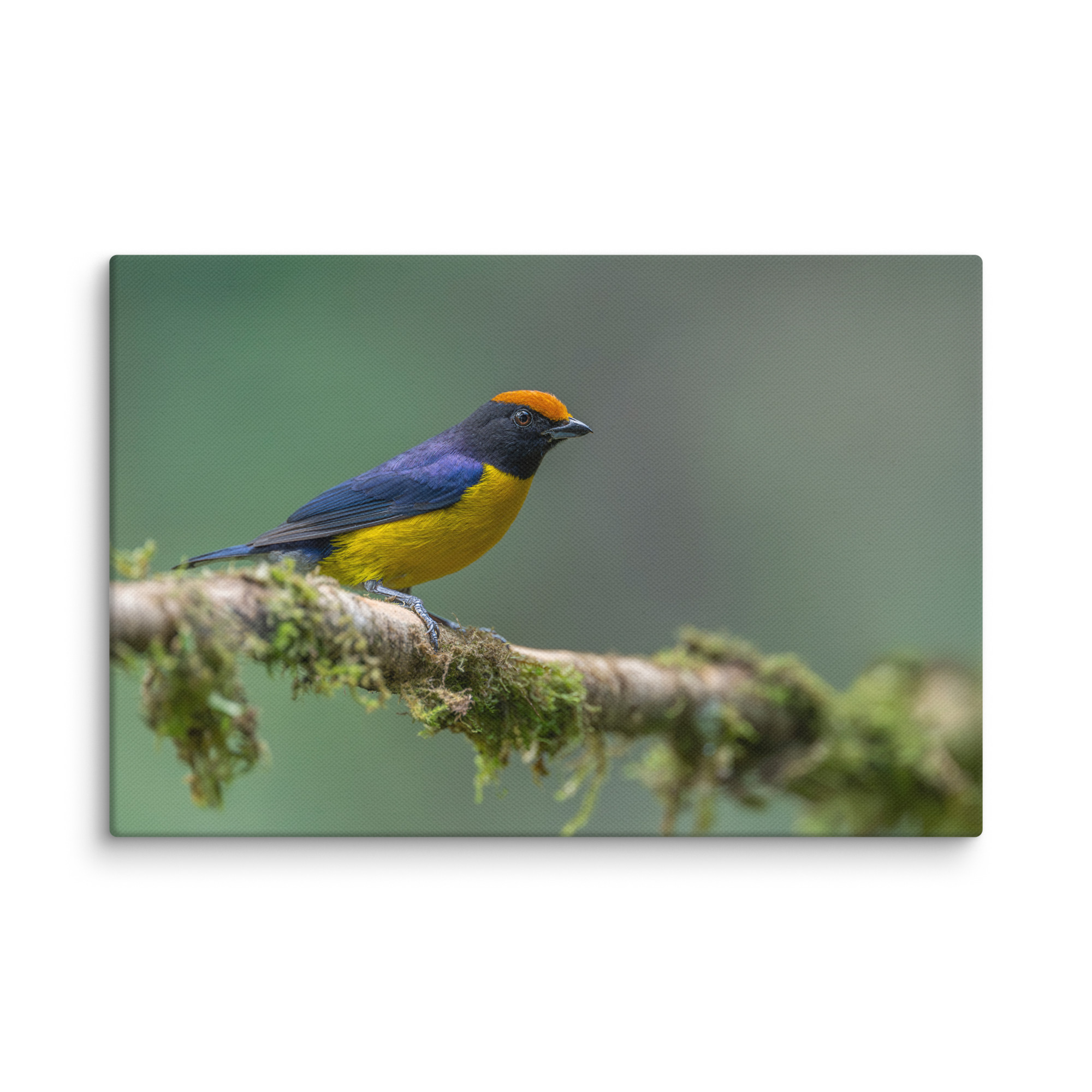 Tawny-capped euphonia in cloud forest! Canvas - Image 19