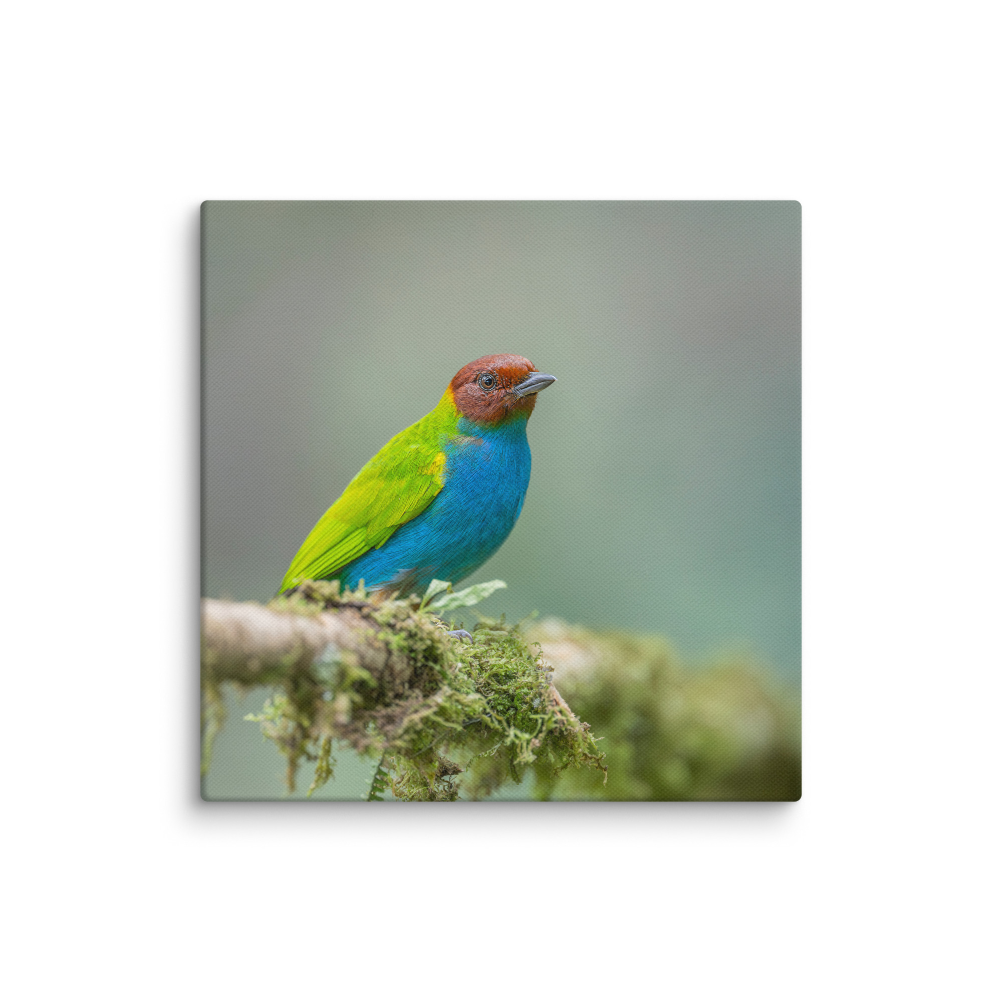 Bay Headed Tanager in rain Forest! Canvas - Image 20