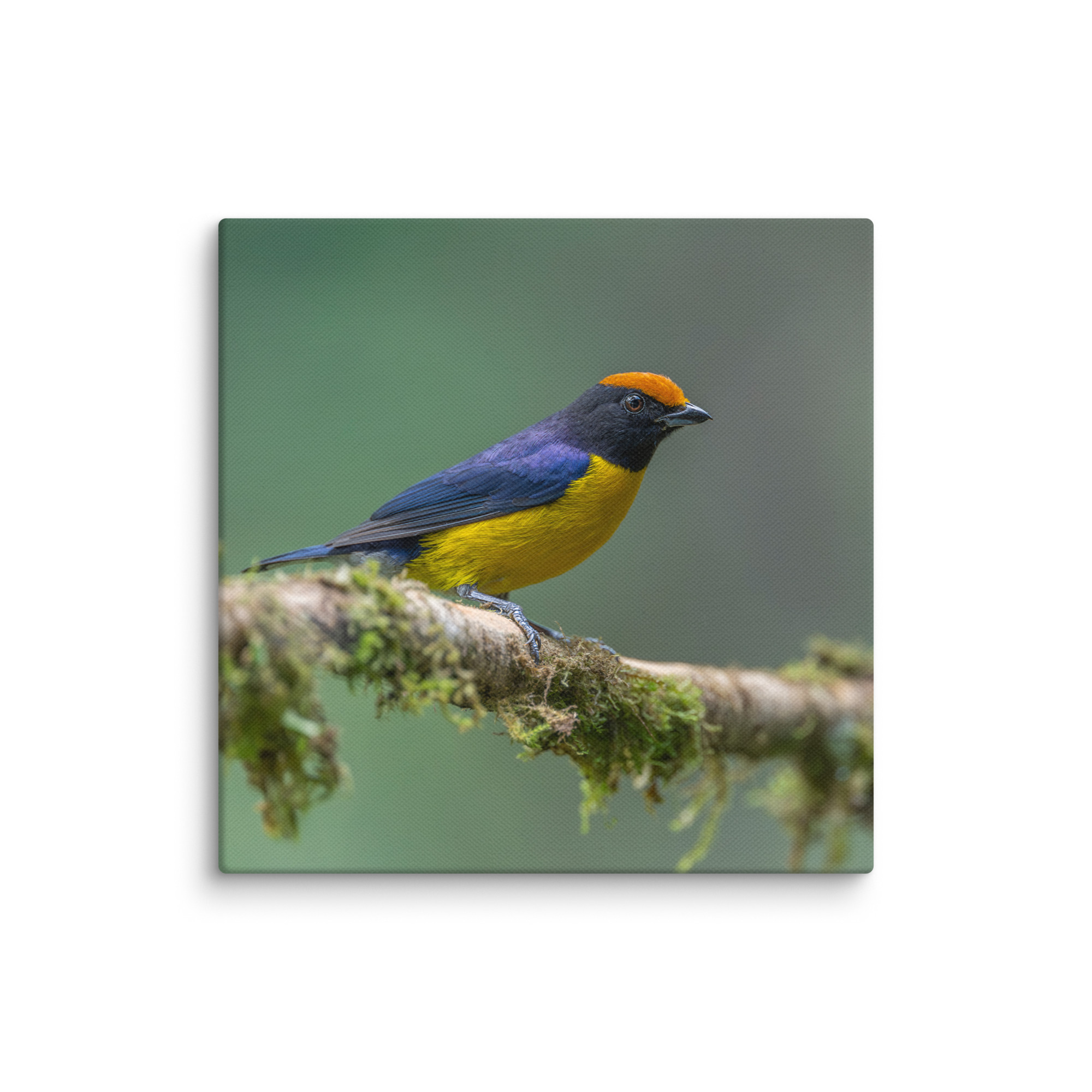 Tawny-capped euphonia in cloud forest! Canvas - Image 20