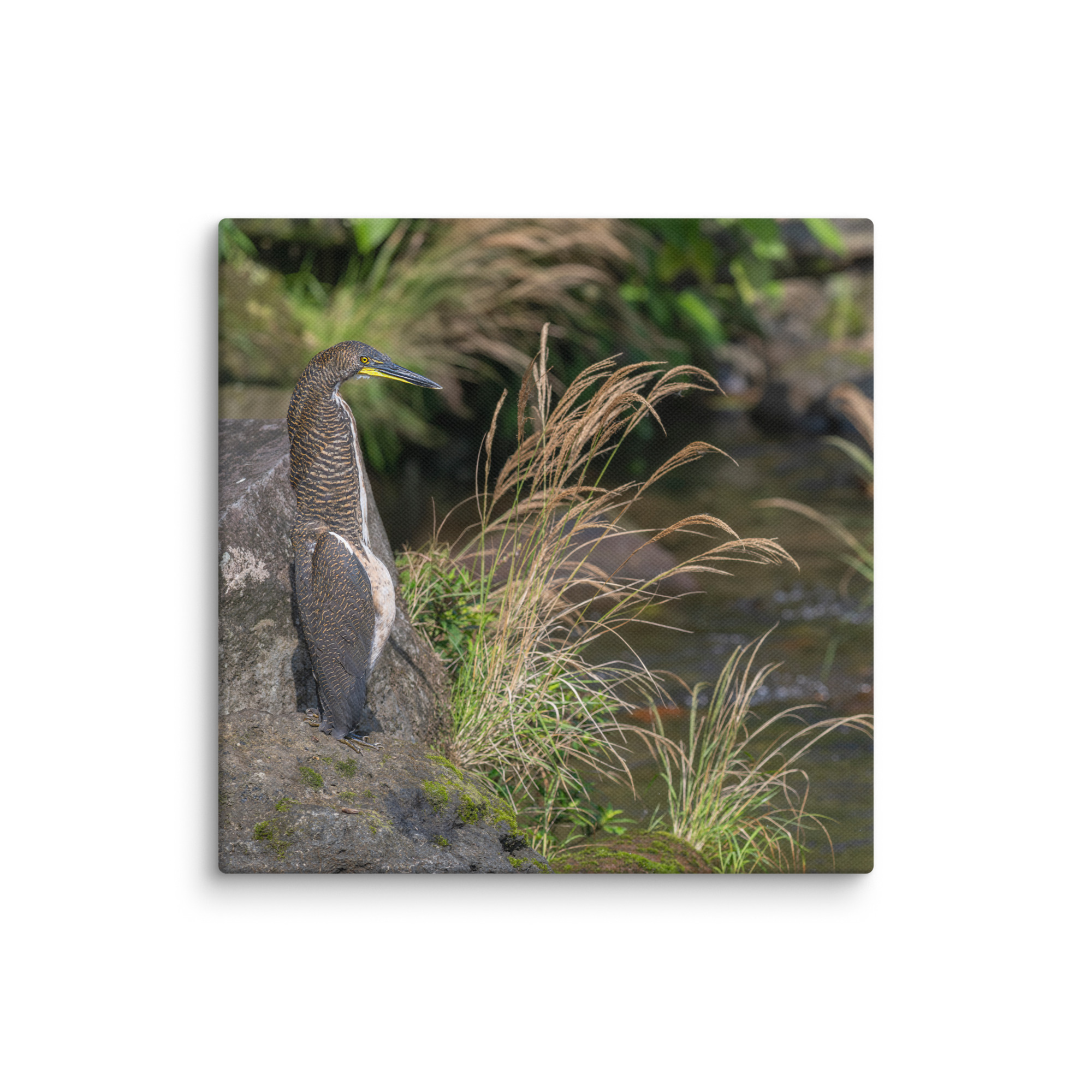 Bare-throated tiger heron! Canvas - Image 21