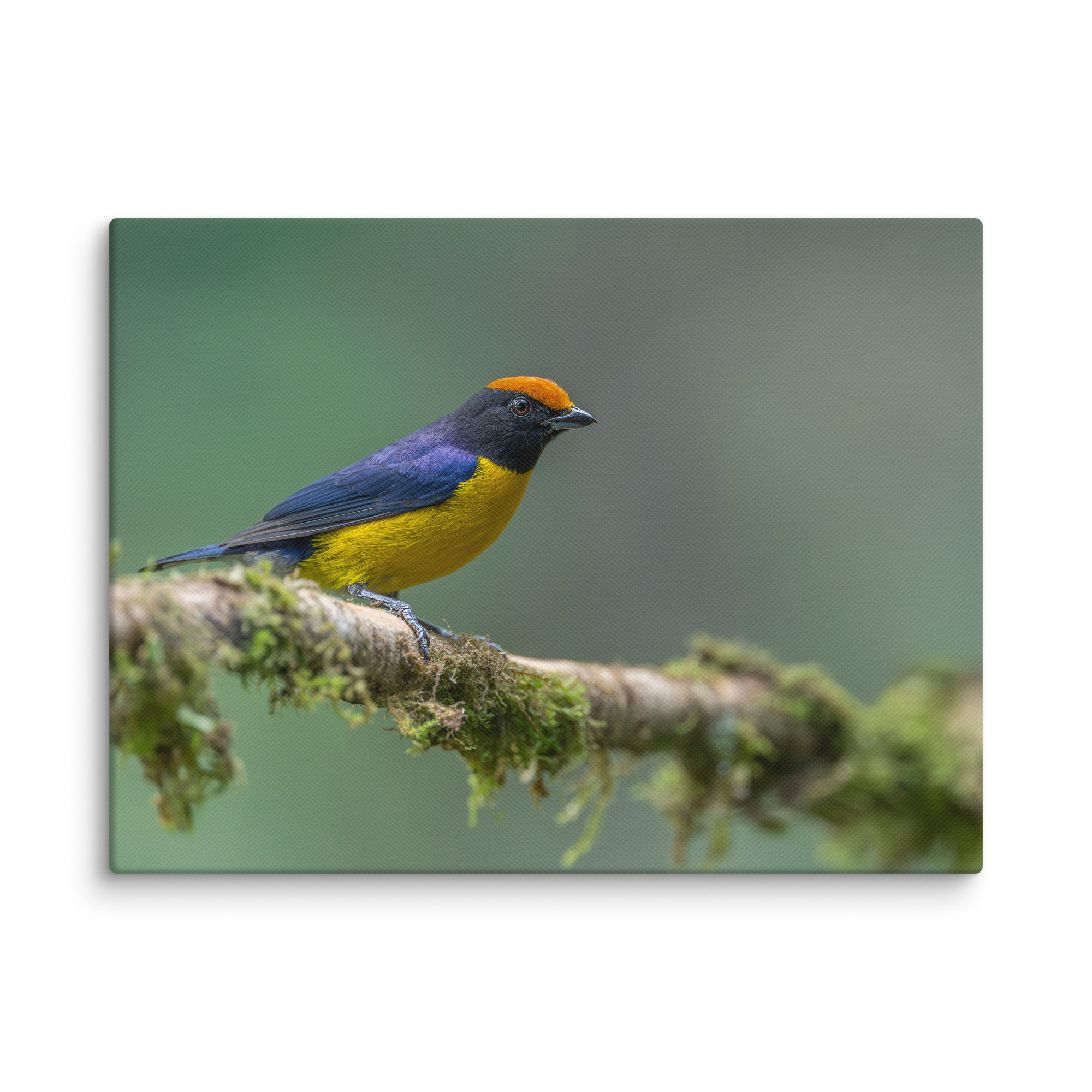 Tawny-capped euphonia in cloud forest! Canvas - Image 21