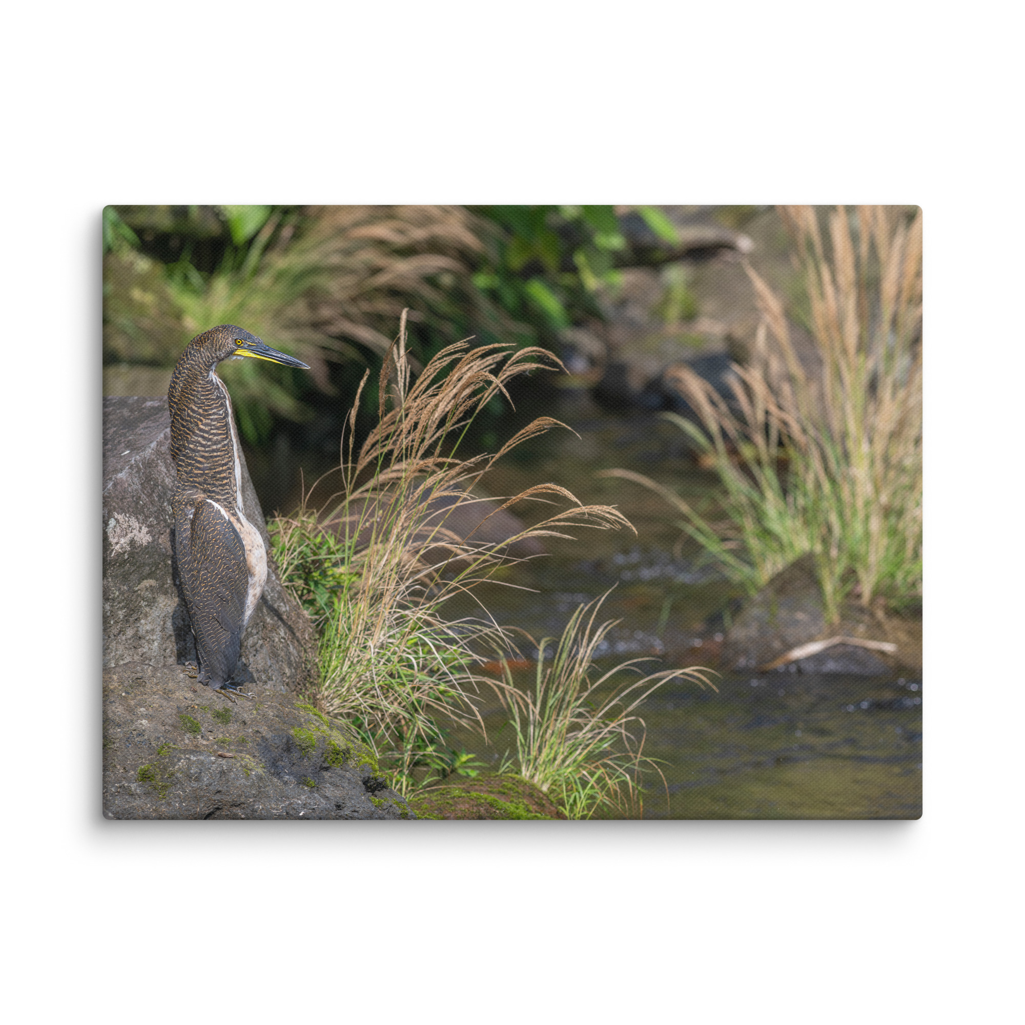 Bare-throated tiger heron! Canvas - Image 22