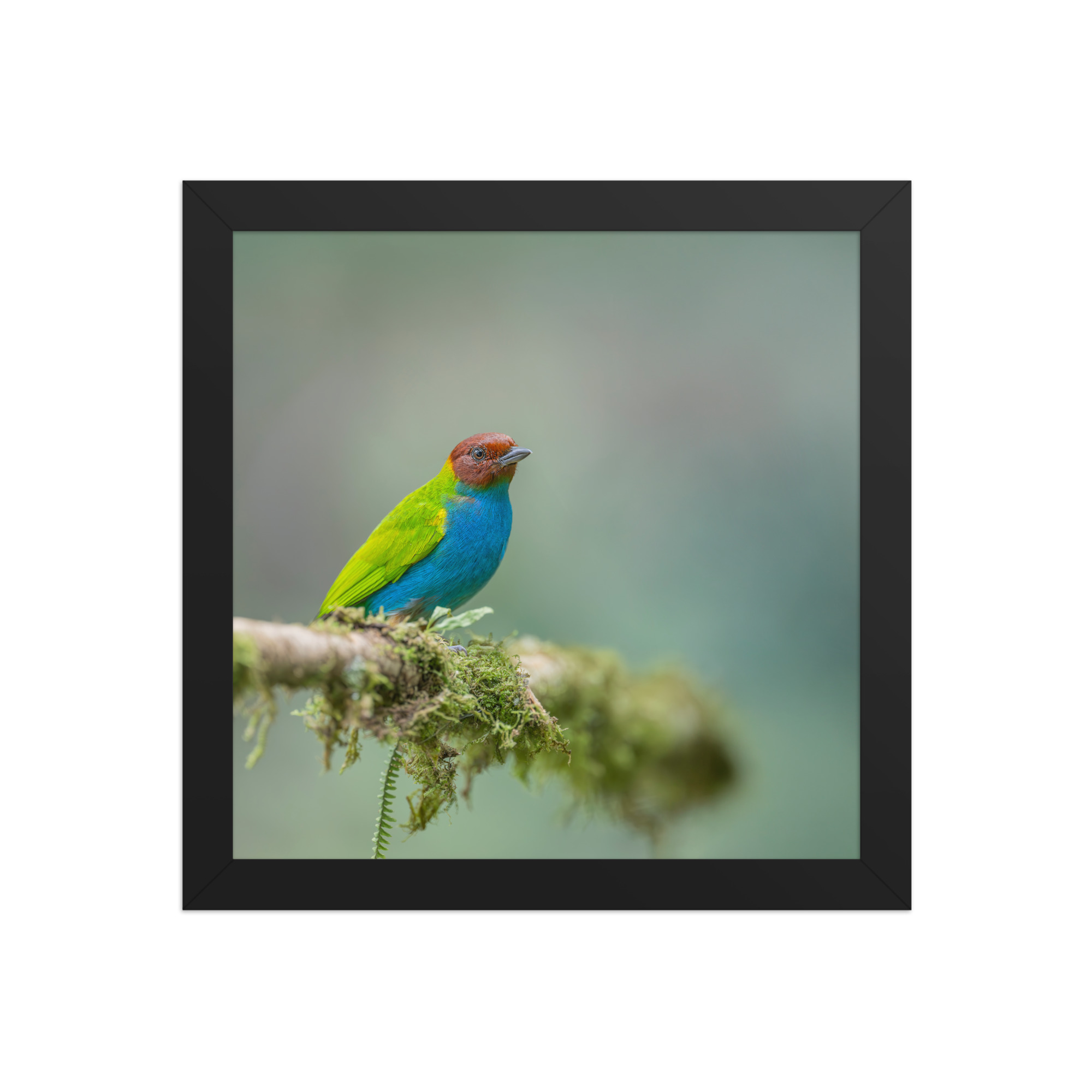Bay Headed Tanager in rain Forest! Framed poster - Image 3