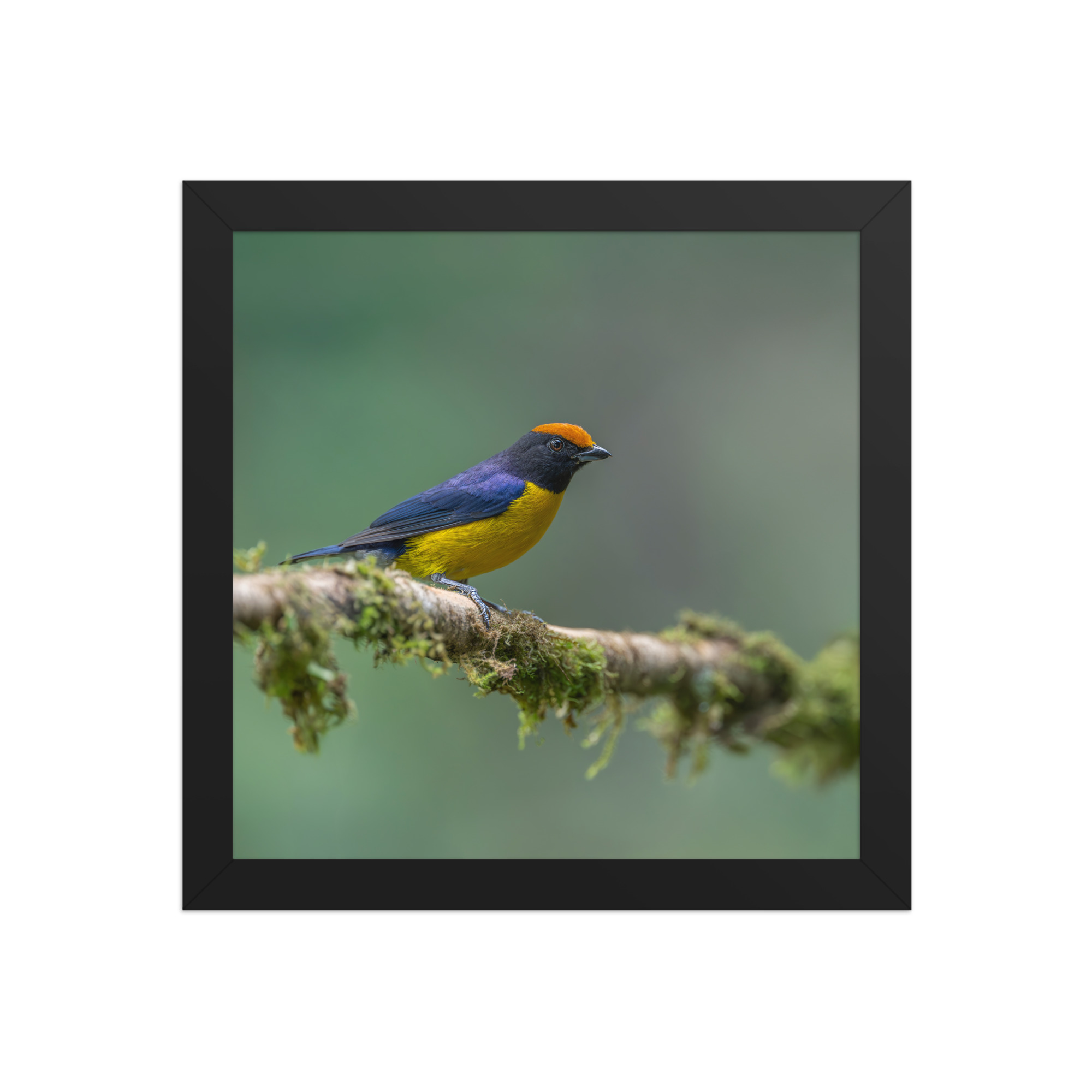 Tawny-capped euphonia in cloud forest! Framed poster - Image 3