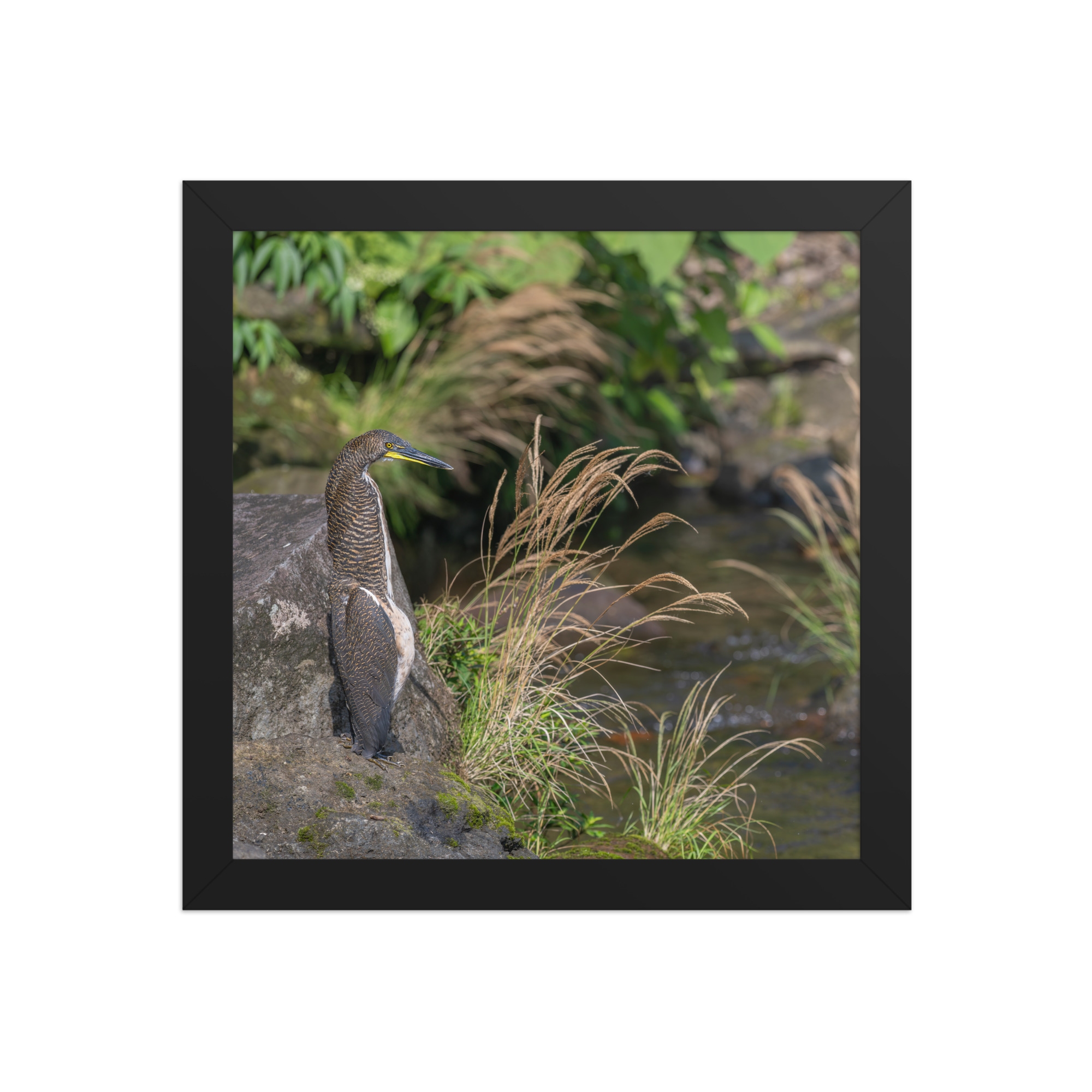 Bare-throated tiger heron! Framed poster - Image 3
