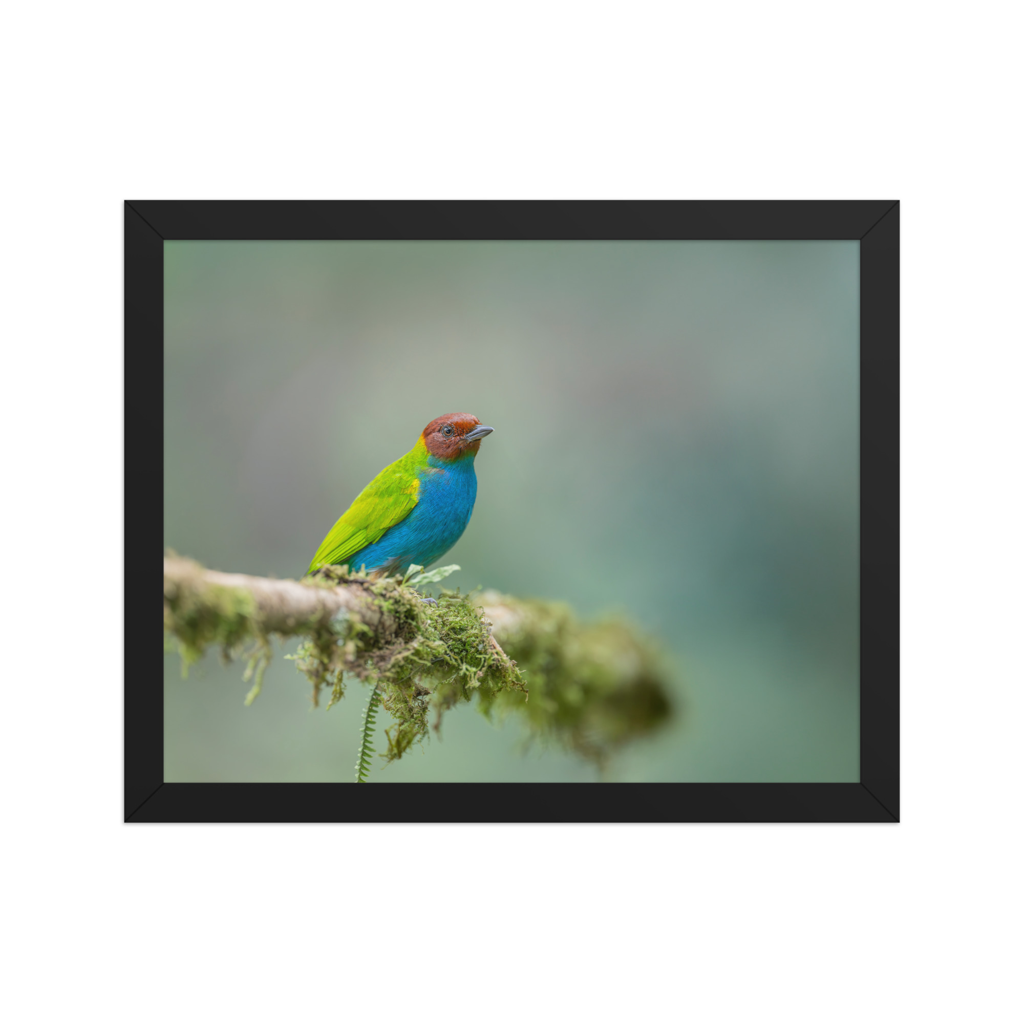 Bay Headed Tanager in rain Forest! Framed poster - Image 4