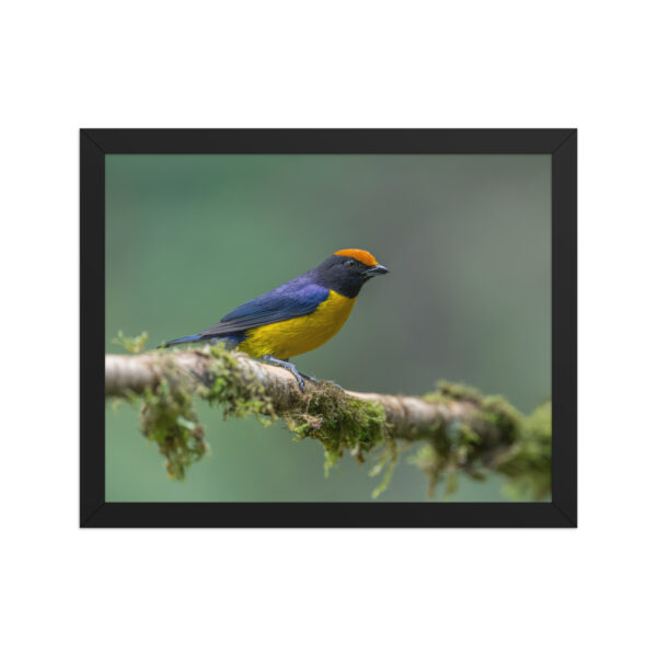Tawny-capped euphonia in cloud forest! Framed poster