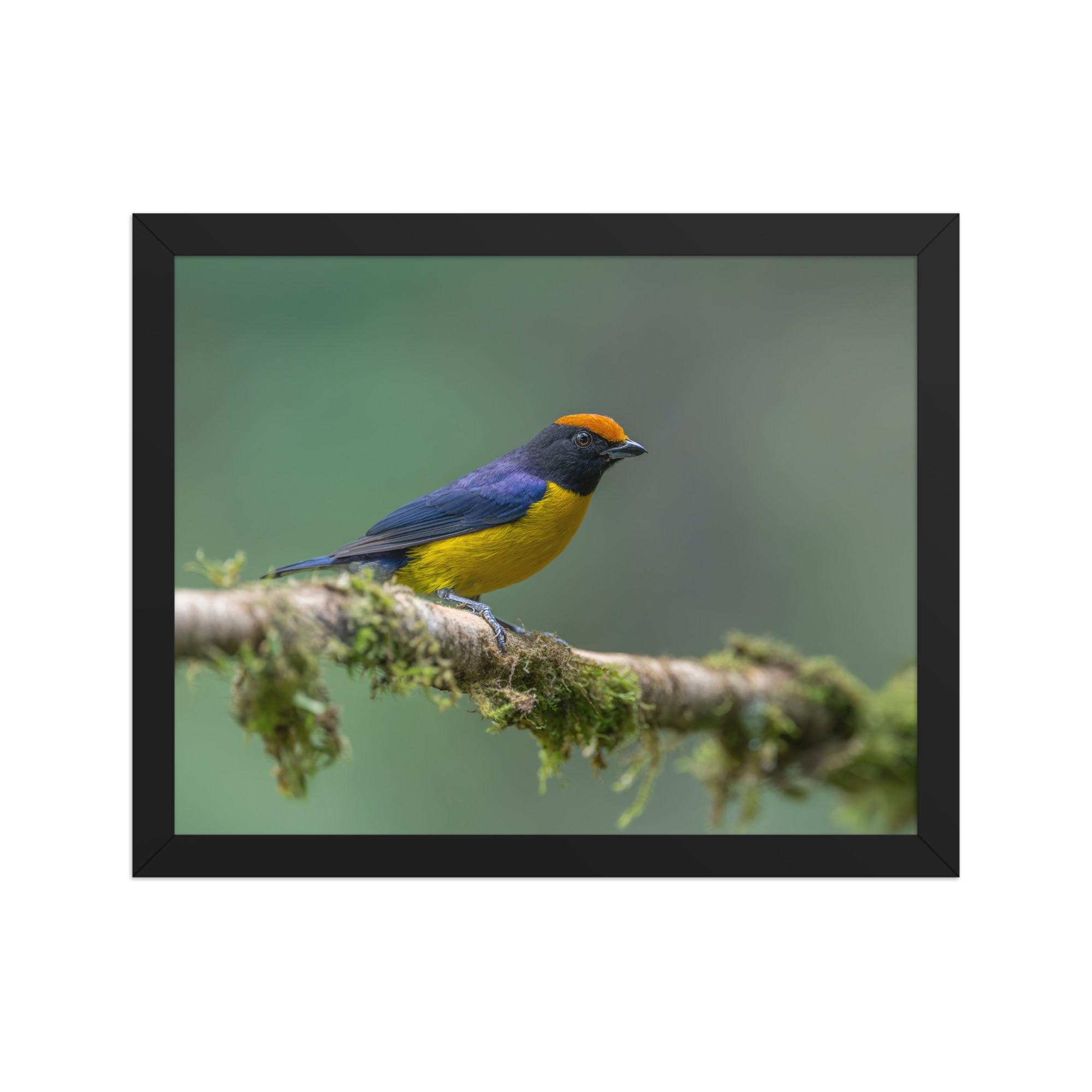 Tawny-capped euphonia in cloud forest! Framed poster
