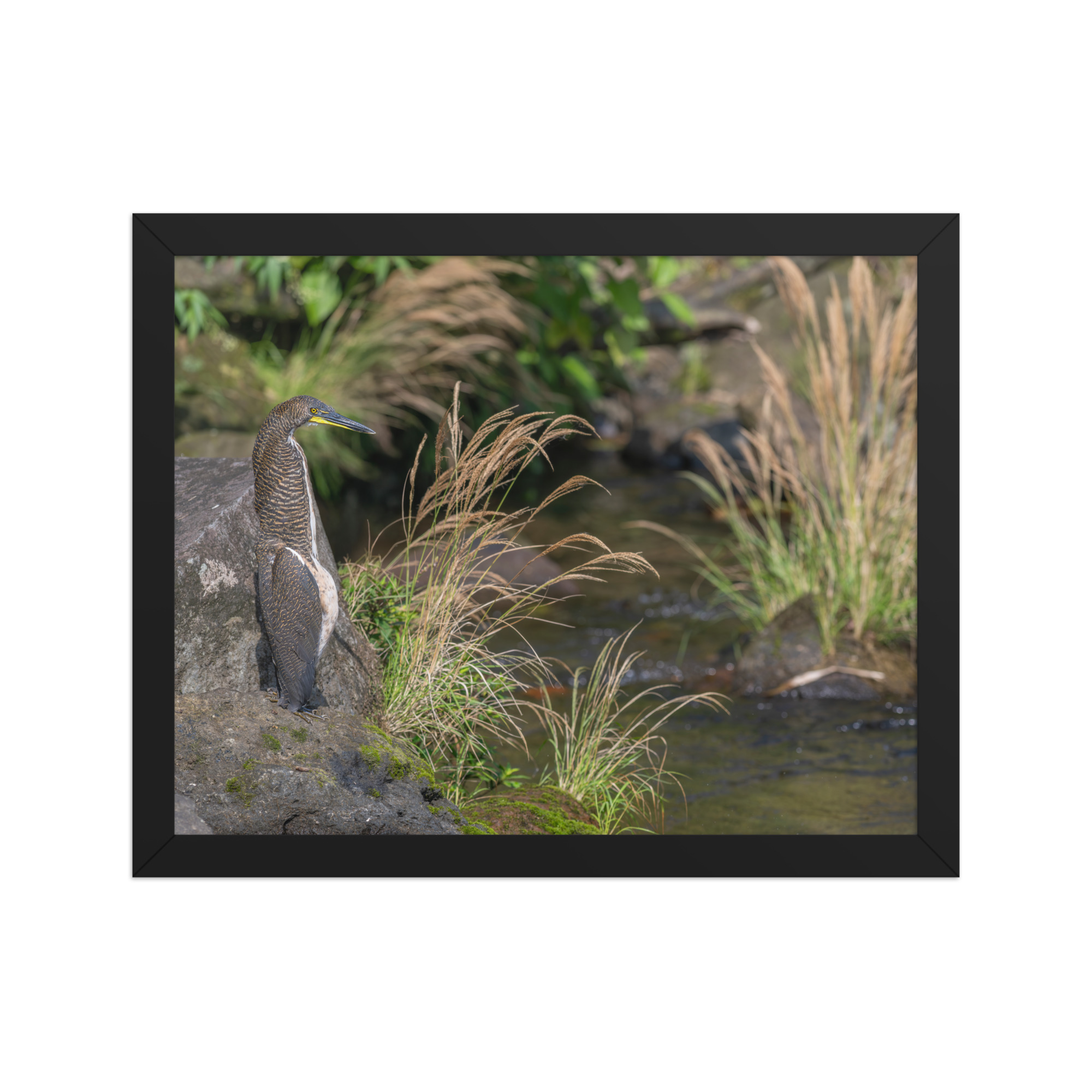 Bare-throated tiger heron! Framed poster - Image 4