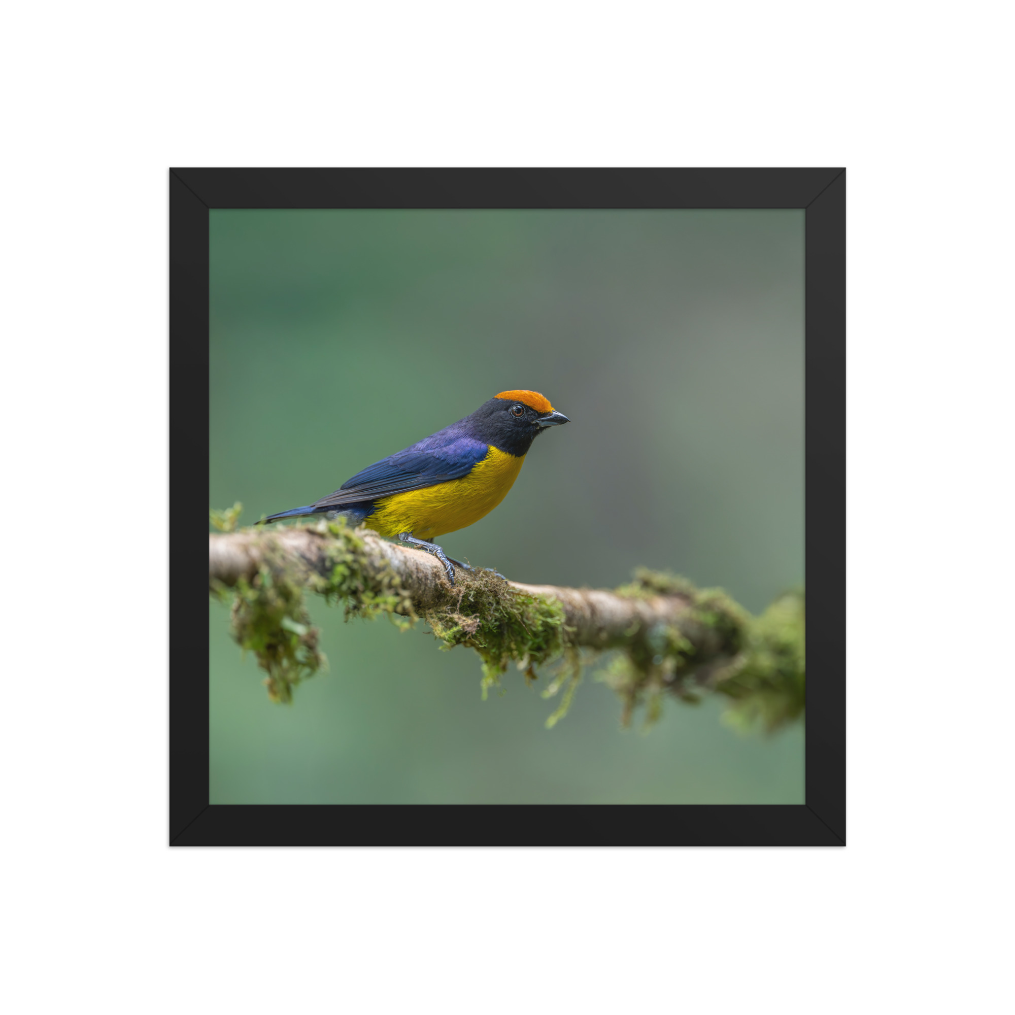 Tawny-capped euphonia in cloud forest! Framed poster - Image 4