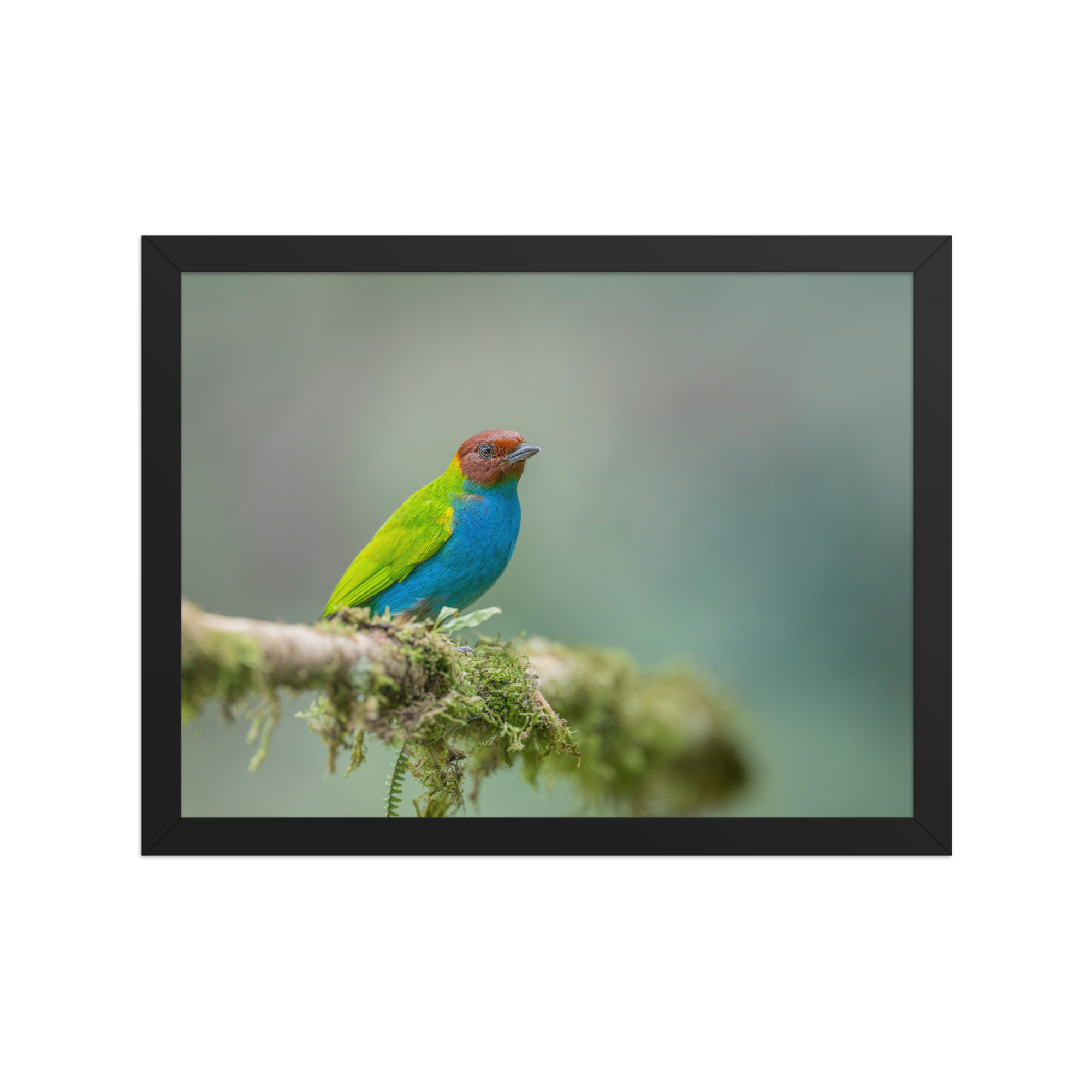 Bay Headed Tanager in rain Forest! Framed poster - Image 6