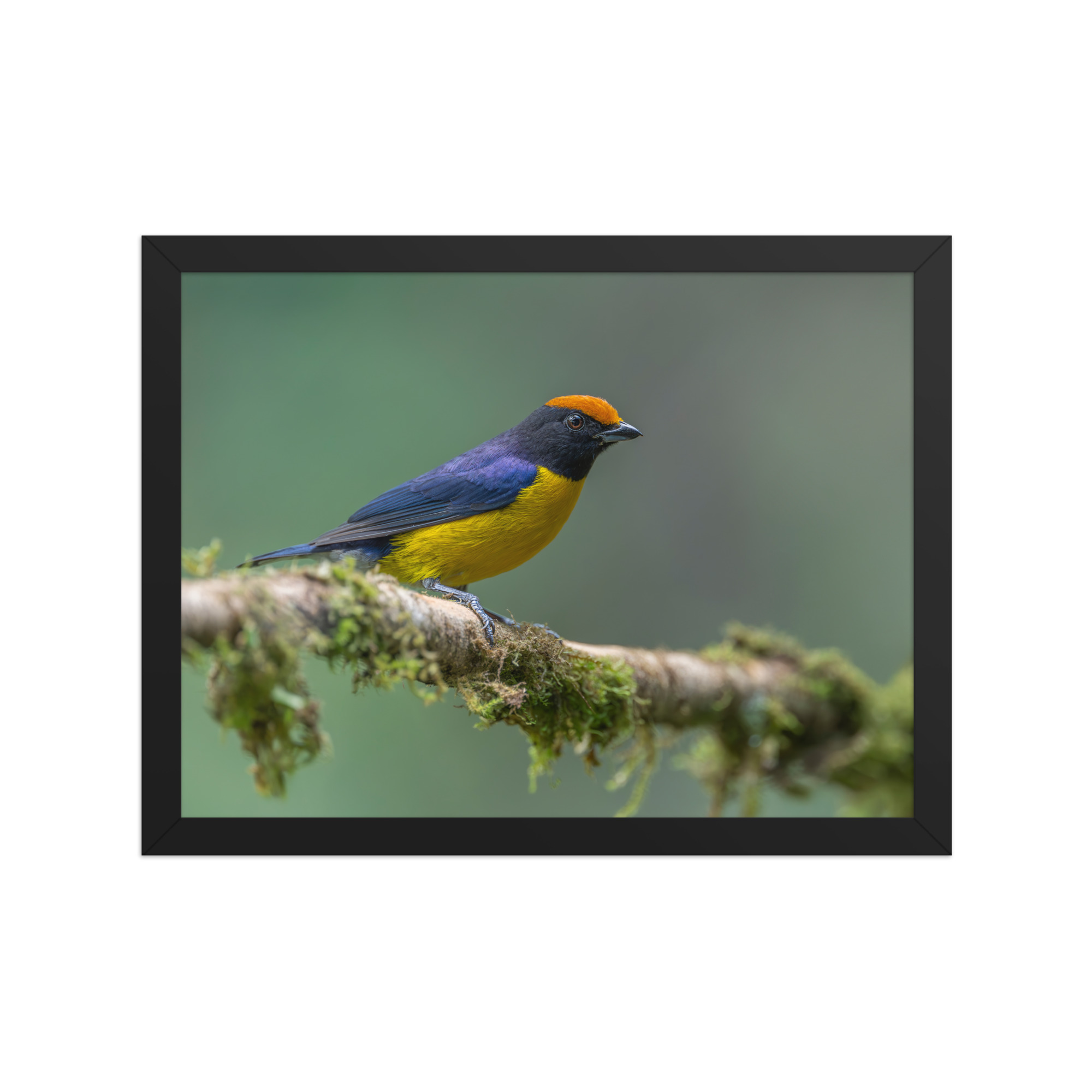 Tawny-capped euphonia in cloud forest! Framed poster - Image 5