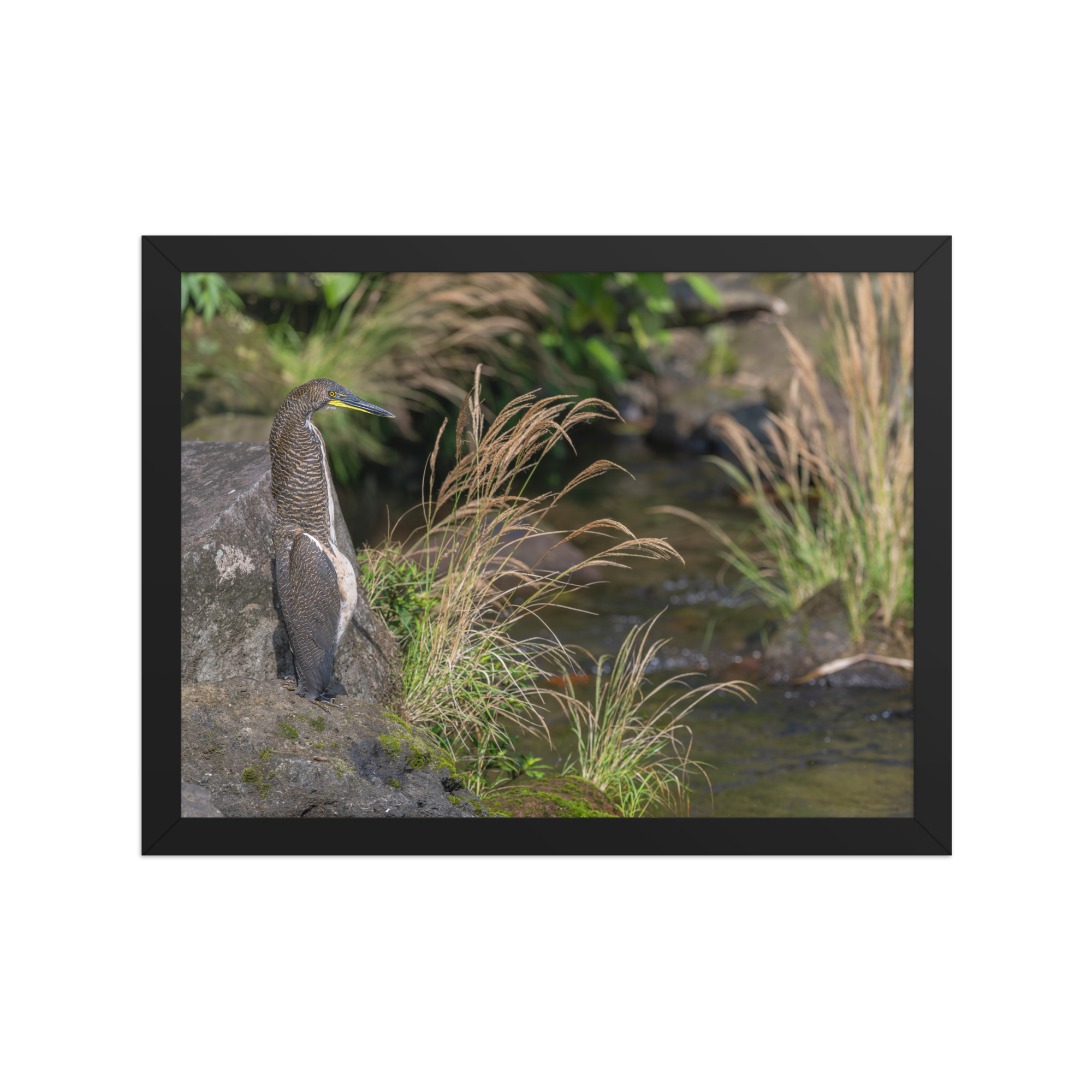 Bare-throated tiger heron! Framed poster - Image 6