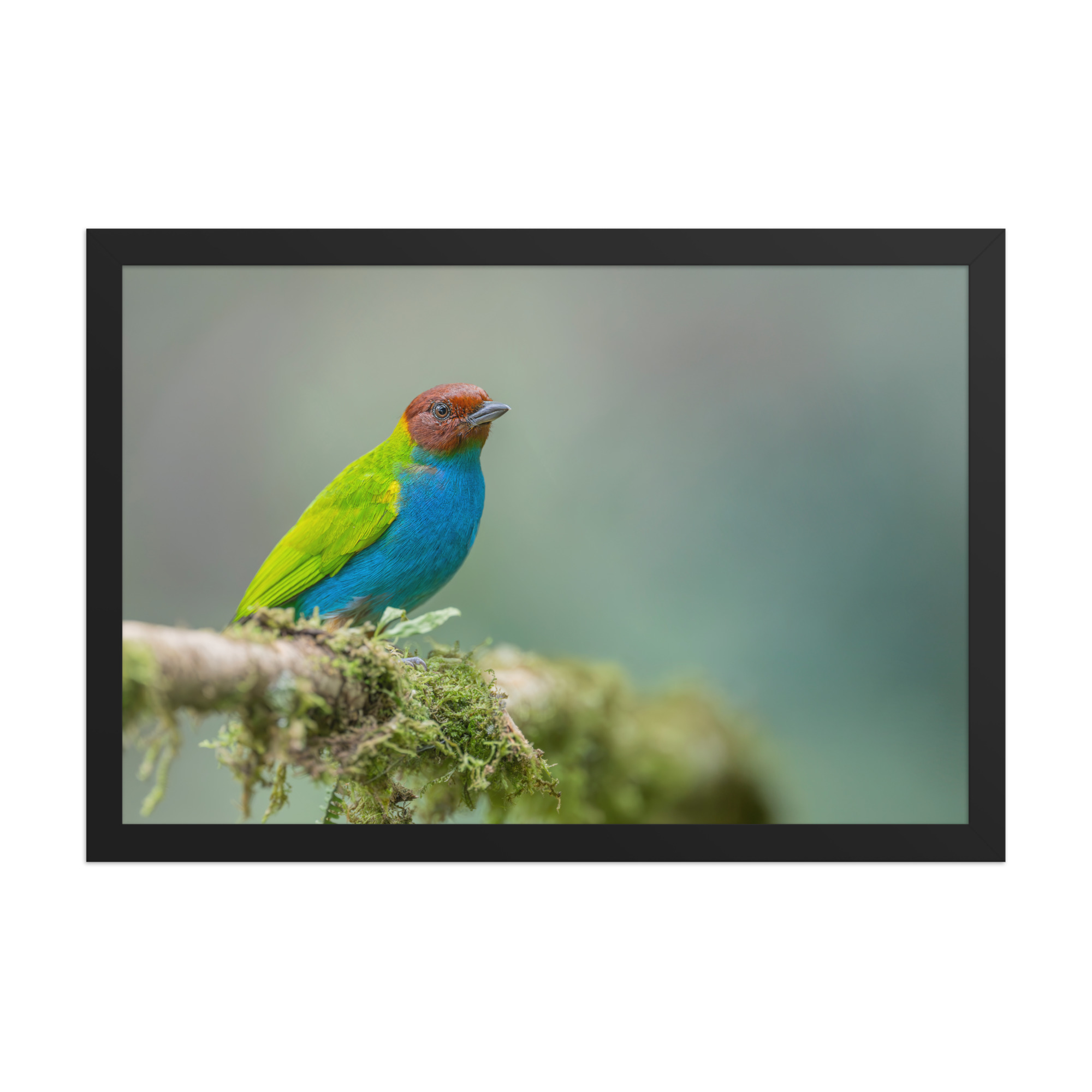 Bay Headed Tanager in rain Forest! Framed poster