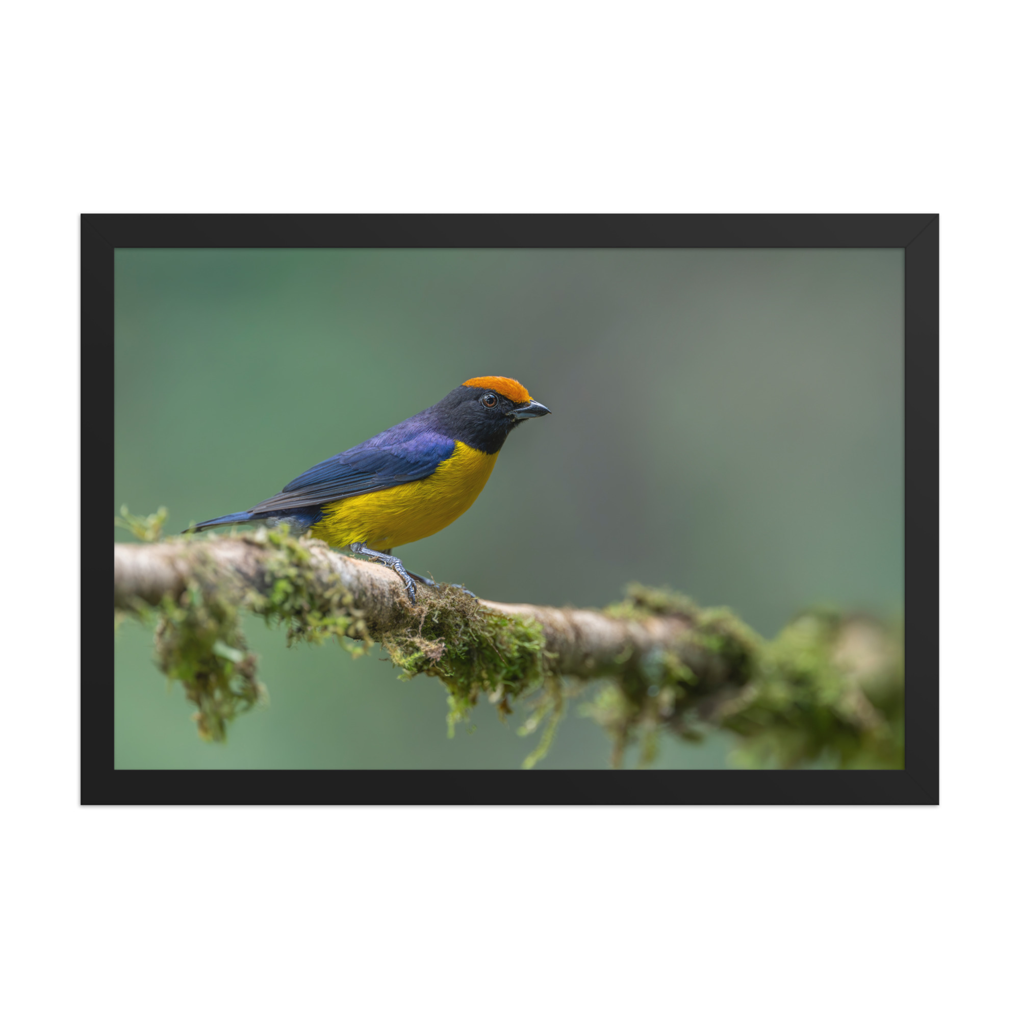 Tawny-capped euphonia in cloud forest! Framed poster - Image 6