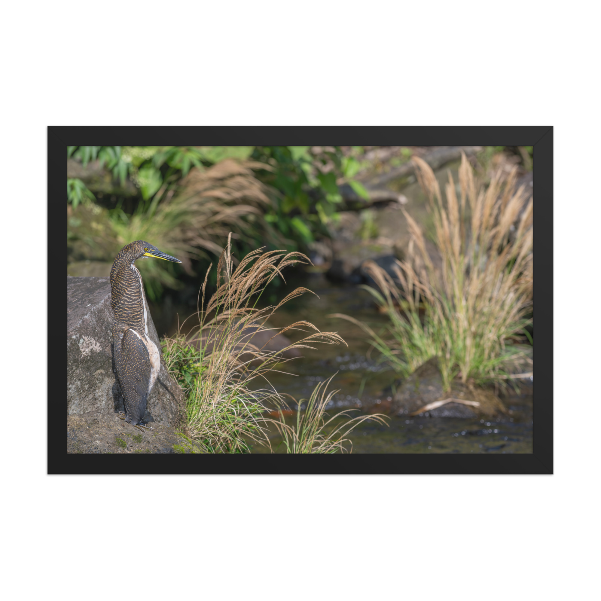 Bare-throated tiger heron! Framed poster - Image 7