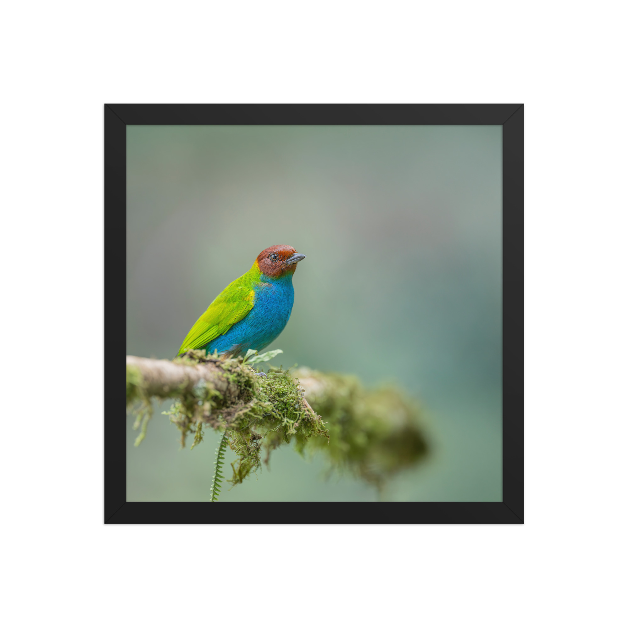 Bay Headed Tanager in rain Forest! Framed poster - Image 7