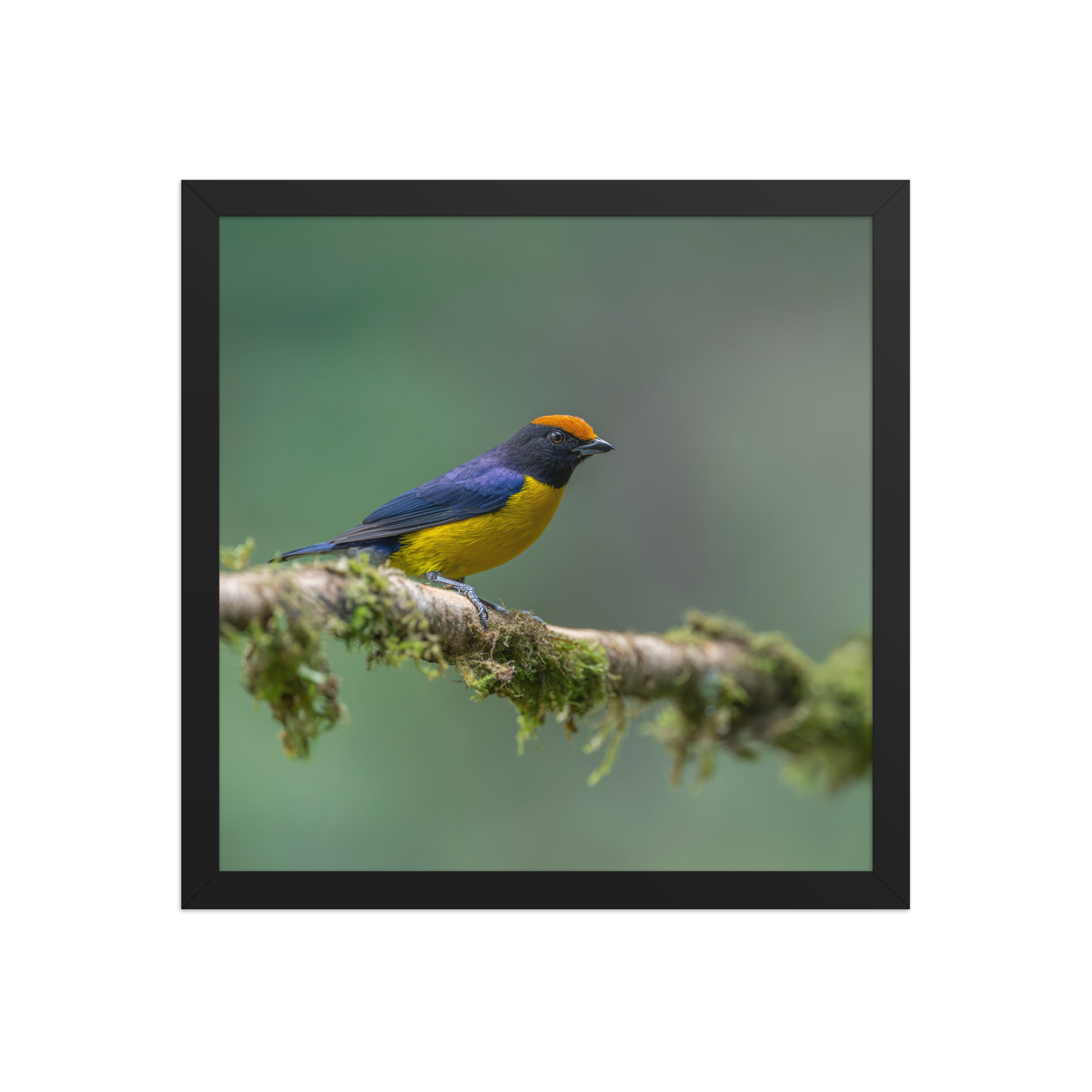 Tawny-capped euphonia in cloud forest! Framed poster - Image 7
