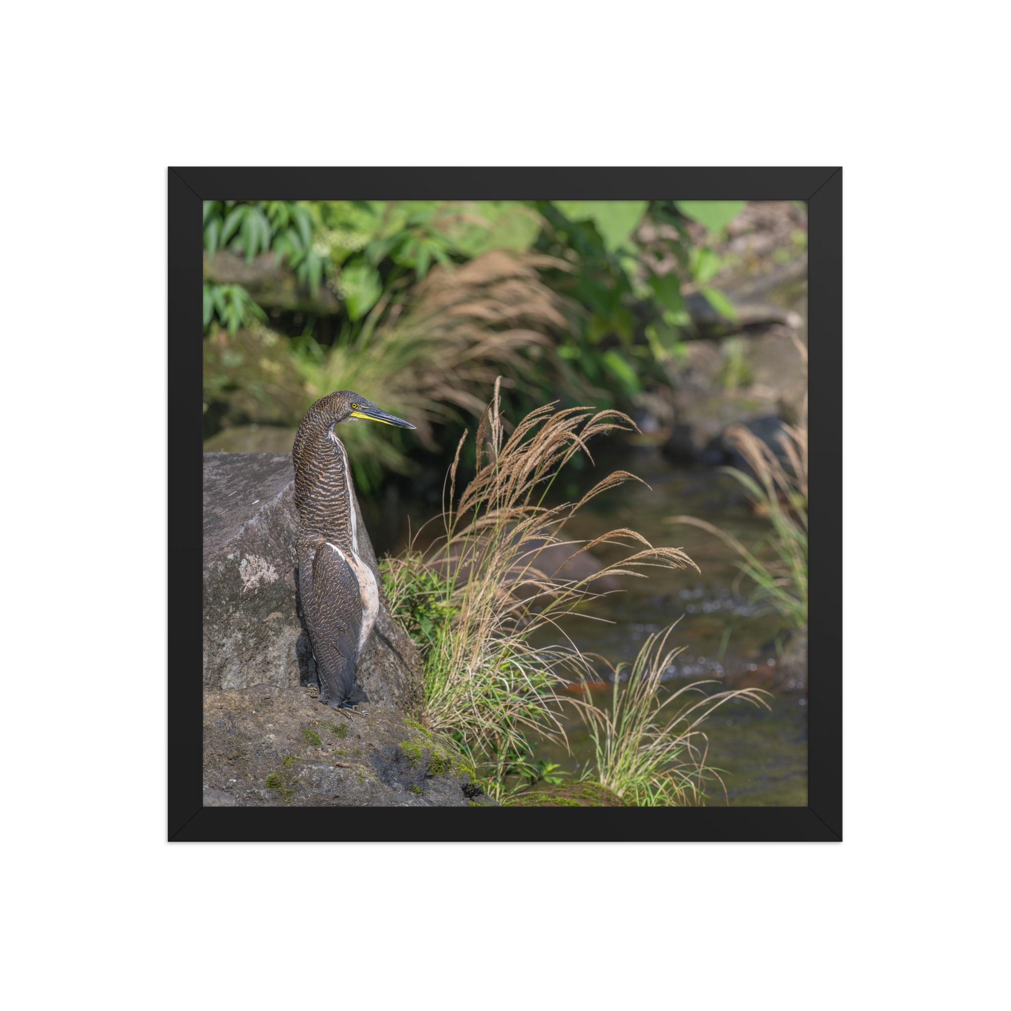 Bare-throated tiger heron! Framed poster - Image 8