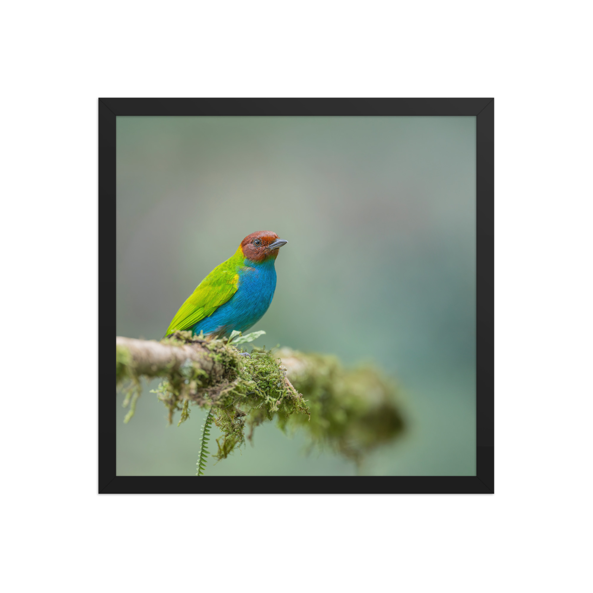 Bay Headed Tanager in rain Forest! Framed poster - Image 8