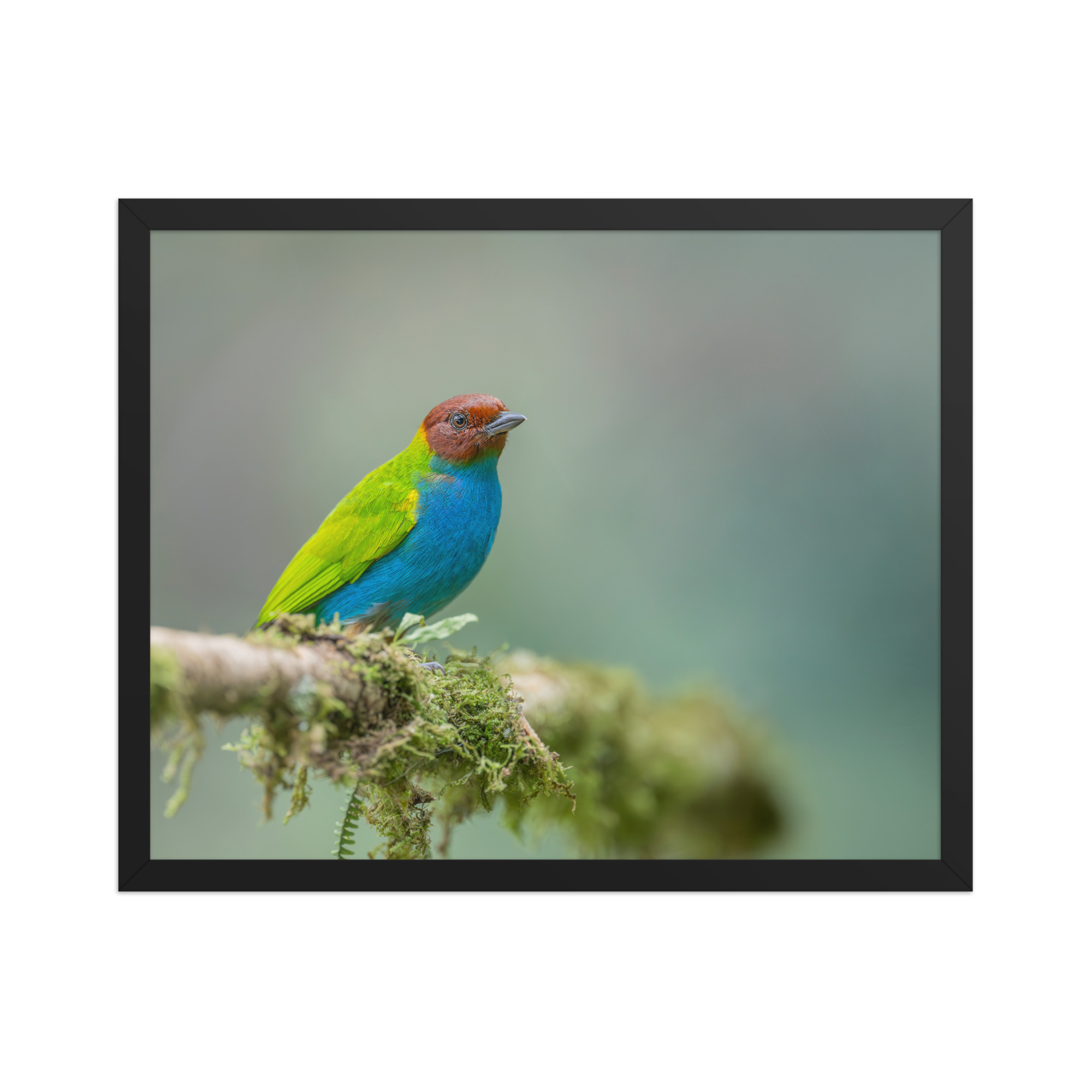 Bay Headed Tanager in rain Forest! Framed poster - Image 9
