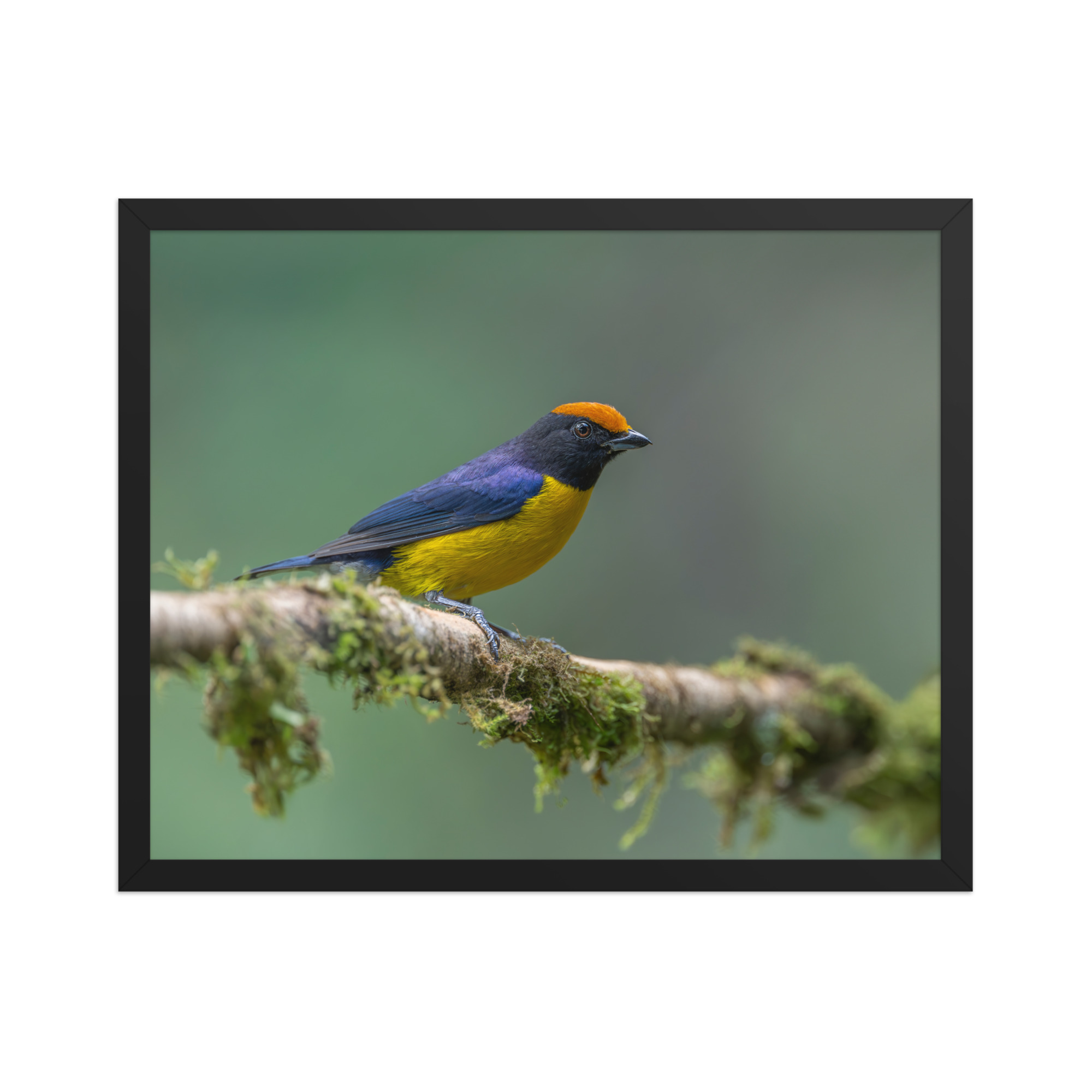 Tawny-capped euphonia in cloud forest! Framed poster - Image 9