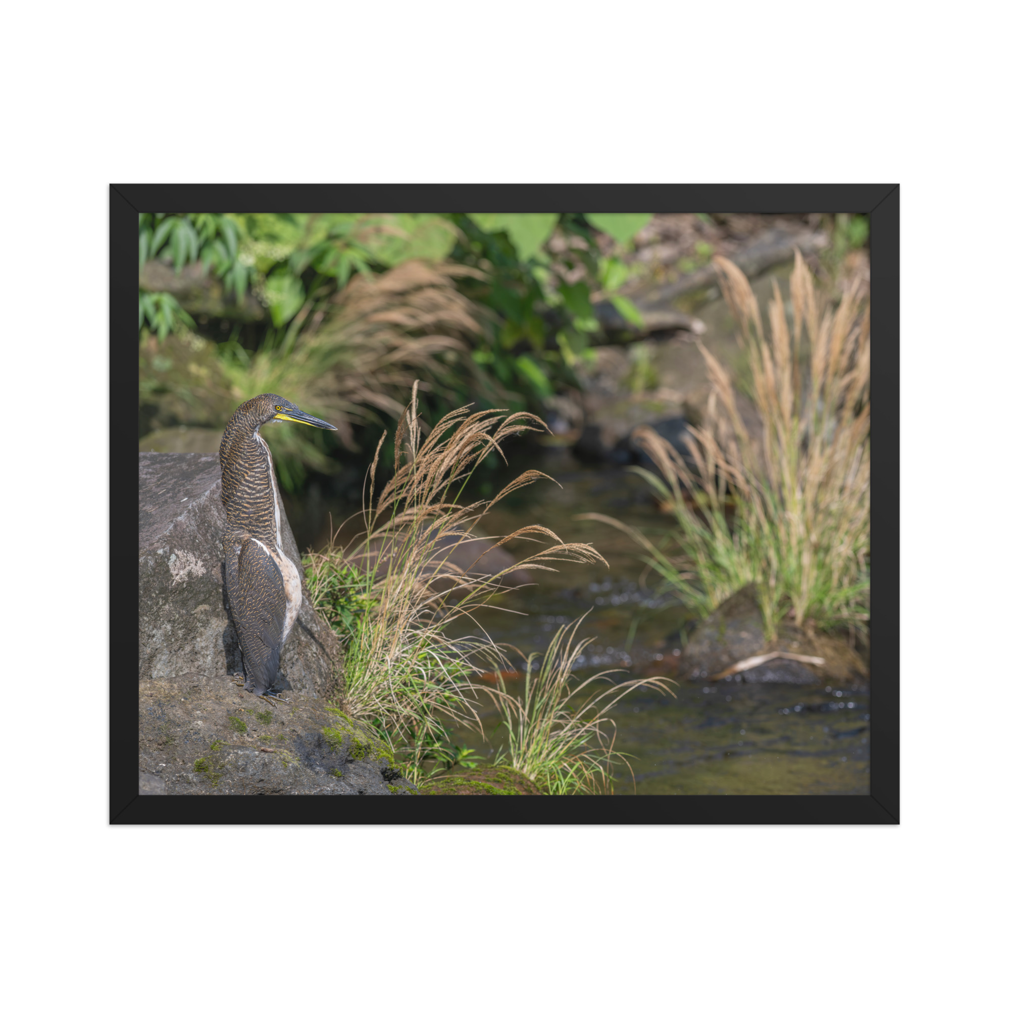 Bare-throated tiger heron! Framed poster - Image 10