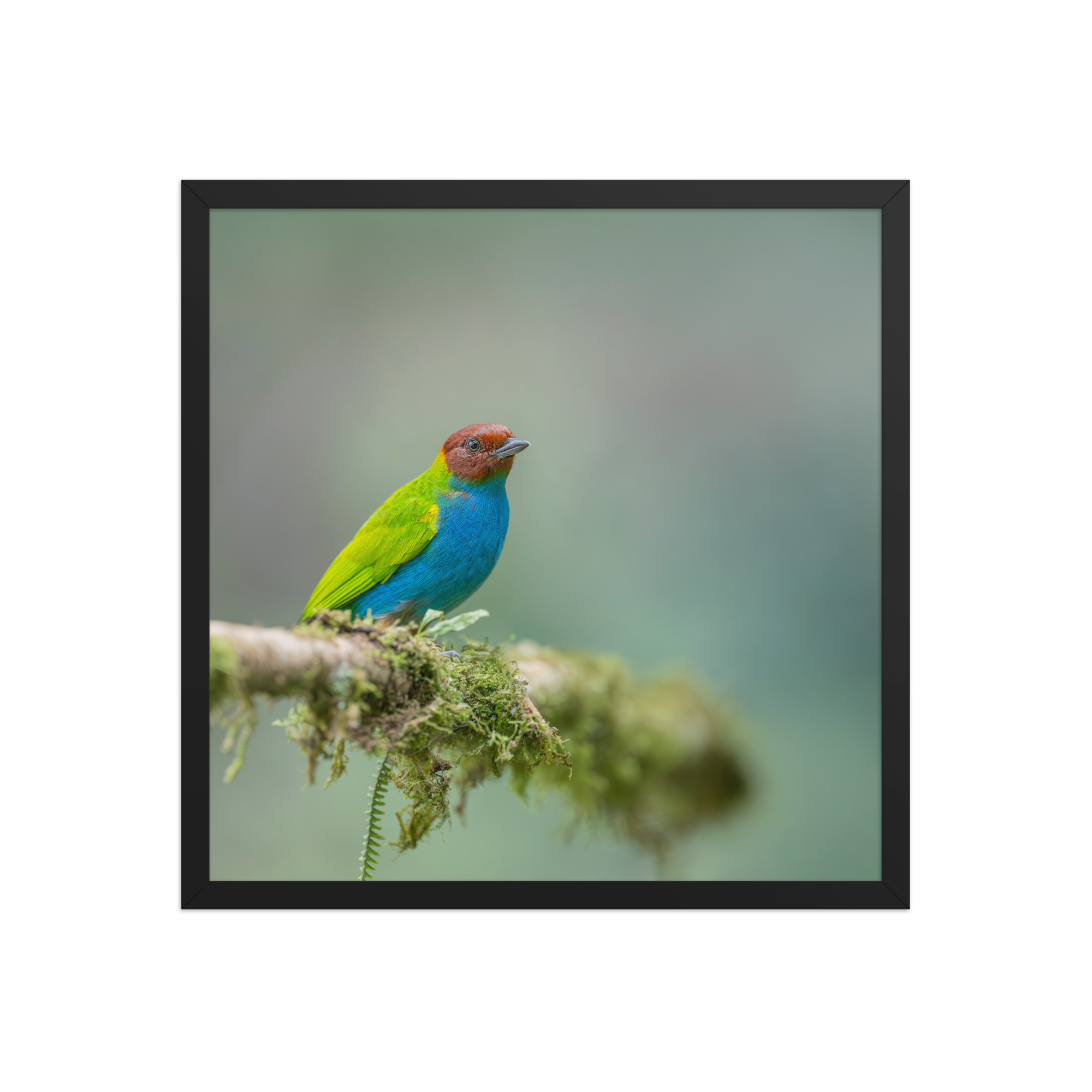 Bay Headed Tanager in rain Forest! Framed poster - Image 10