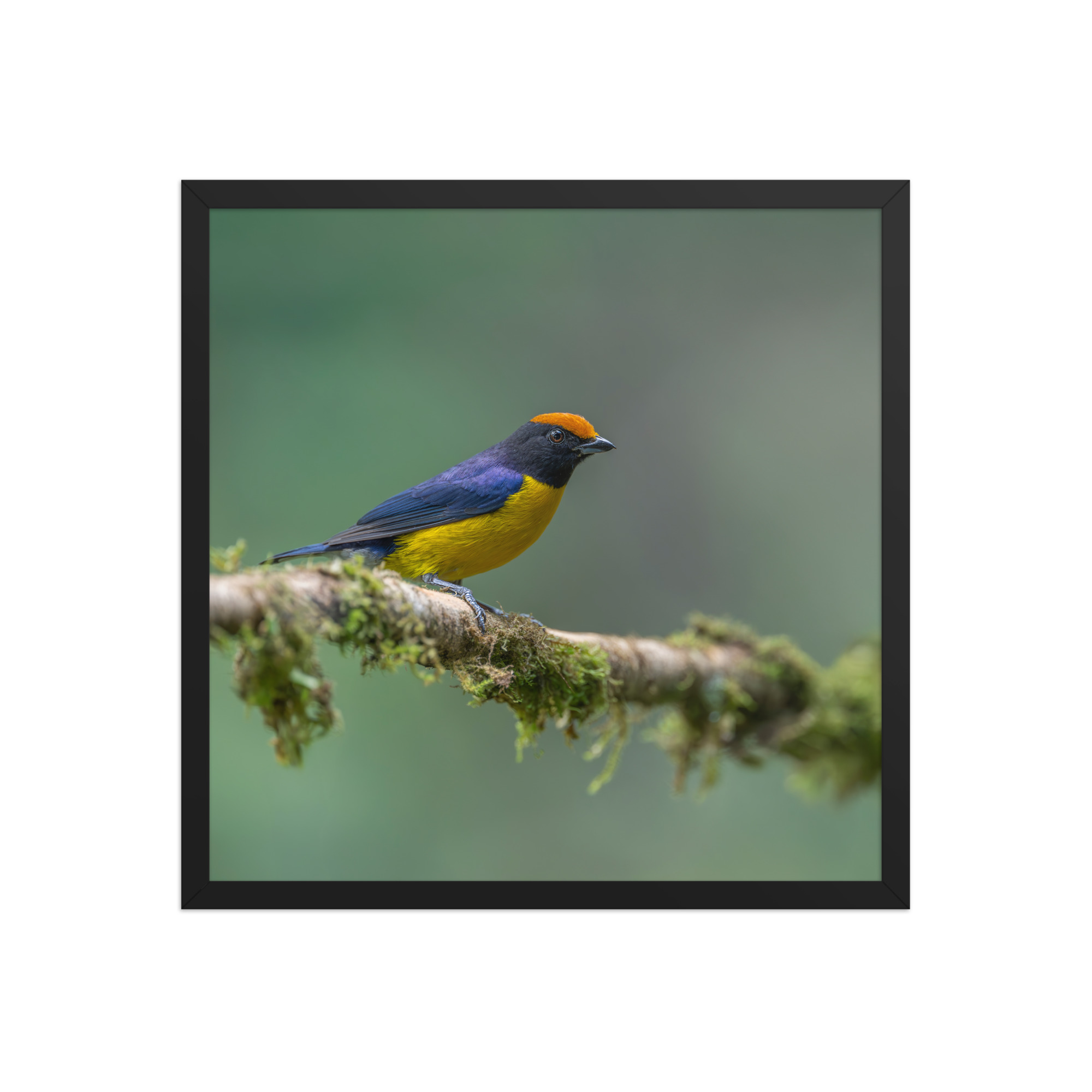 Tawny-capped euphonia in cloud forest! Framed poster - Image 10