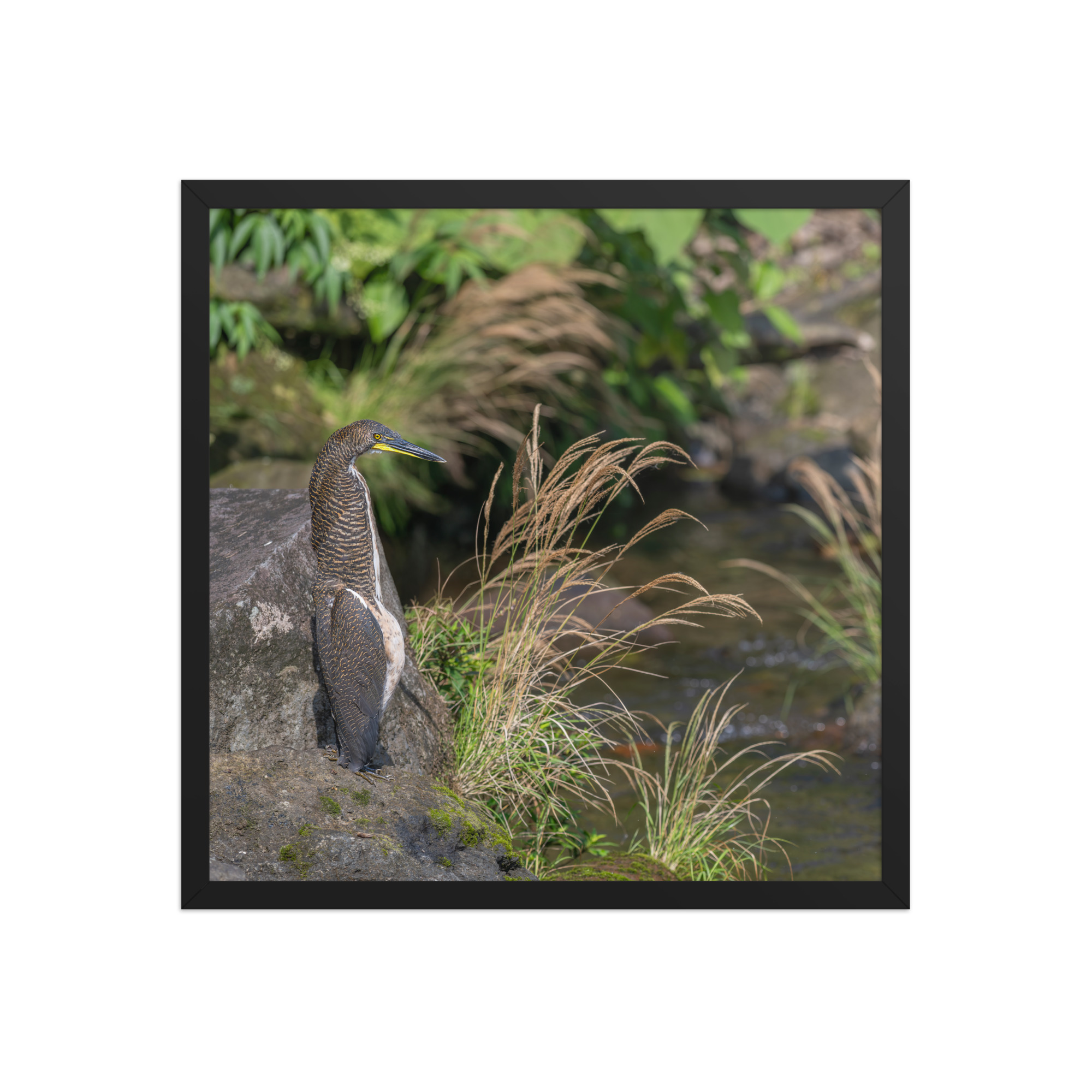Bare-throated tiger heron! Framed poster - Image 11