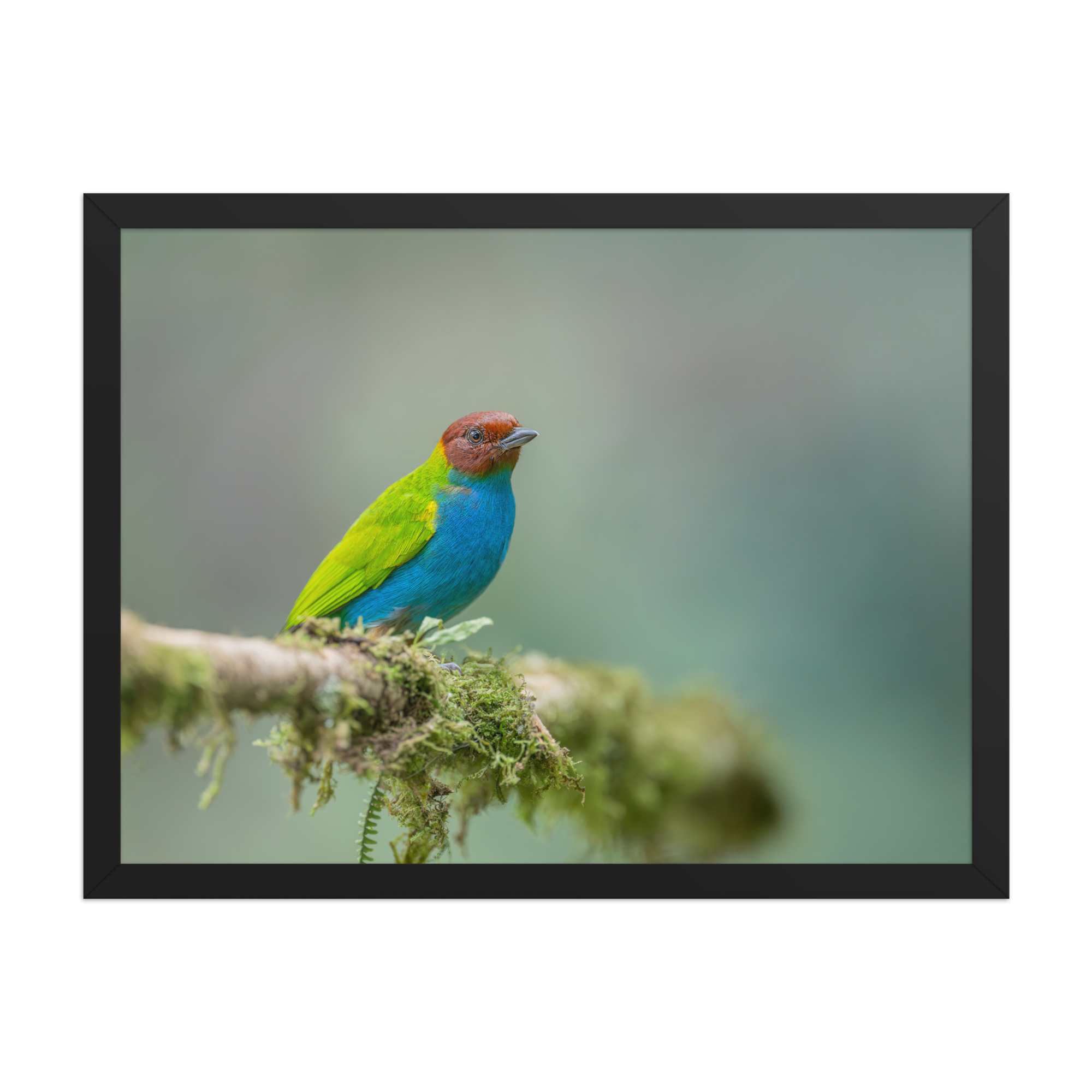 Bay Headed Tanager in rain Forest! Framed poster - Image 11