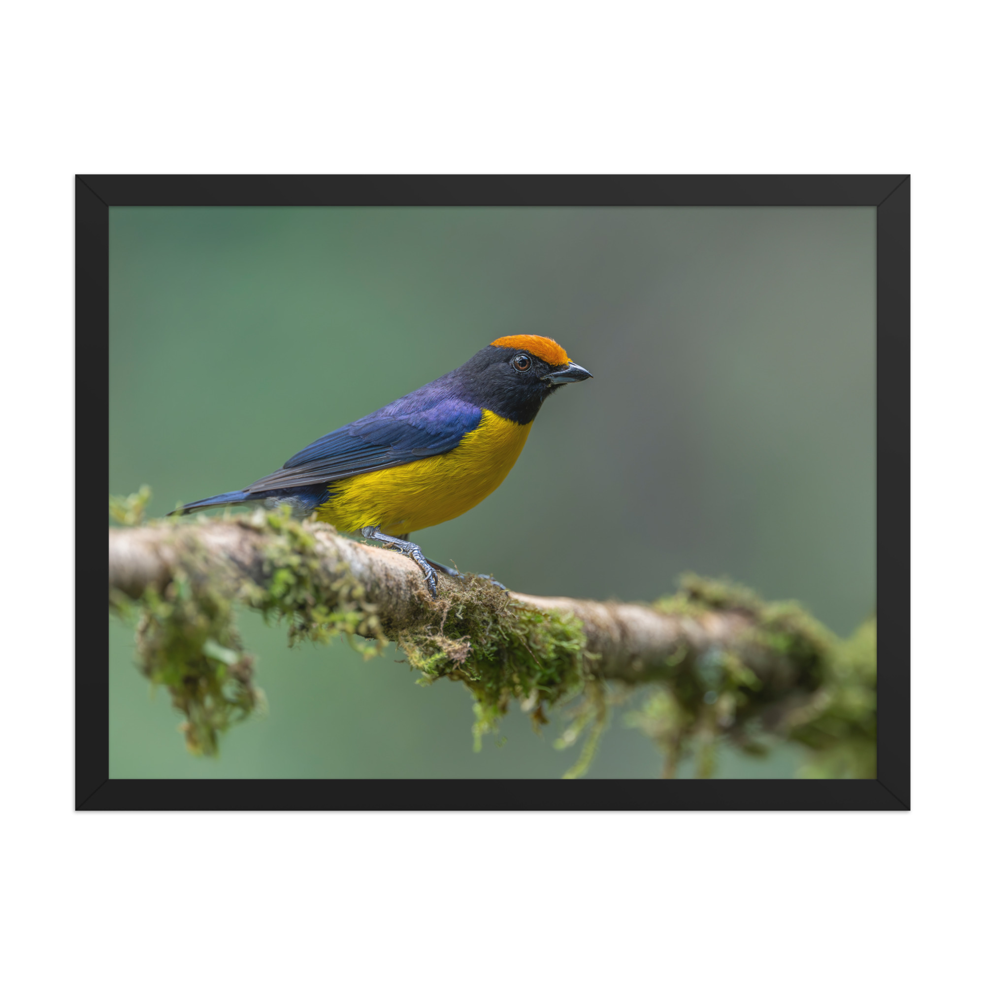 Tawny-capped euphonia in cloud forest! Framed poster - Image 11