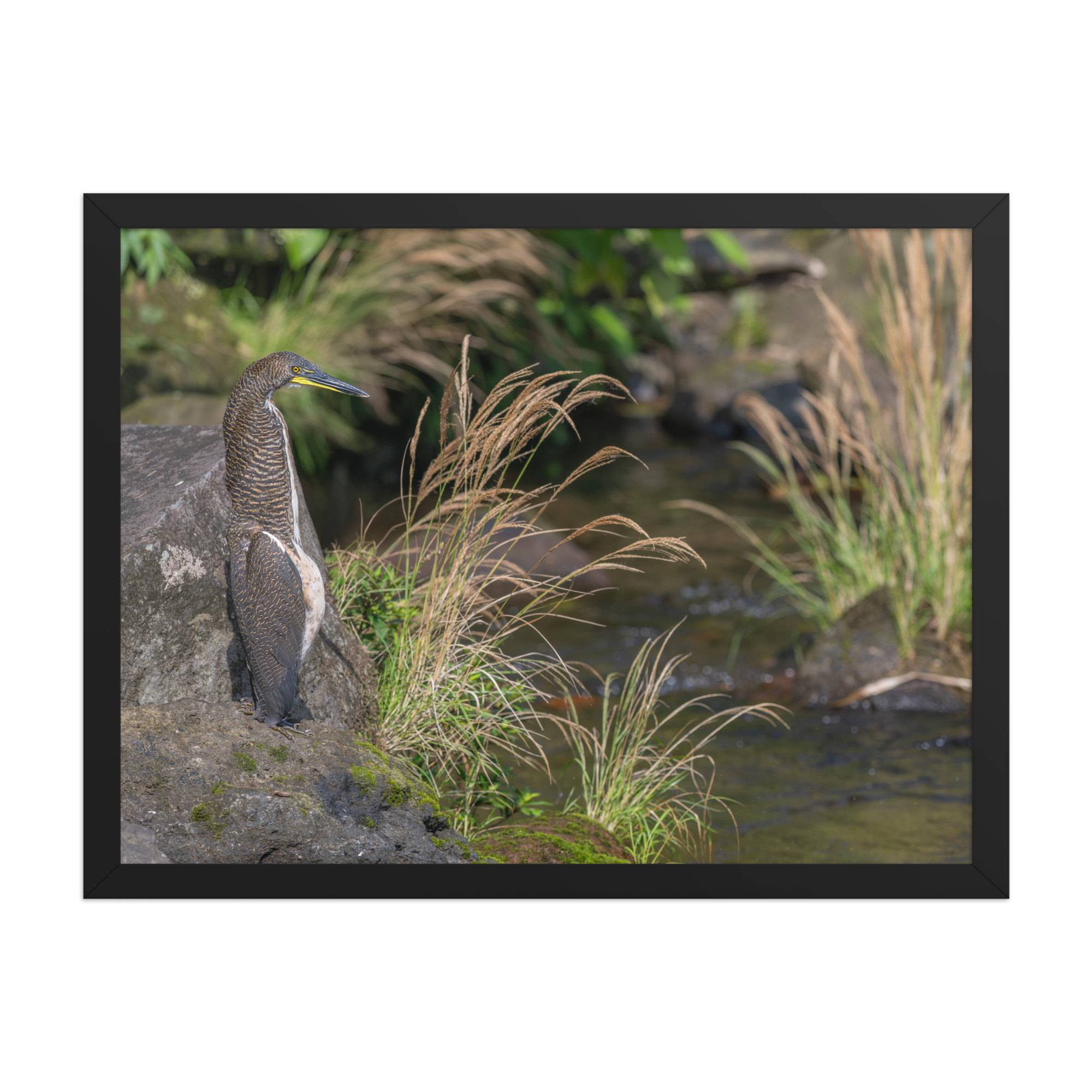 Bare-throated tiger heron! Framed poster - Image 12