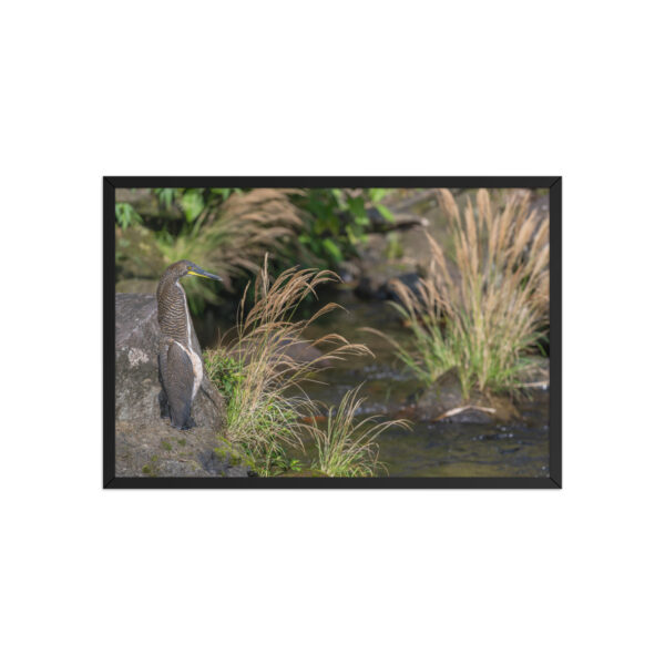 Bare-throated tiger heron! Framed poster