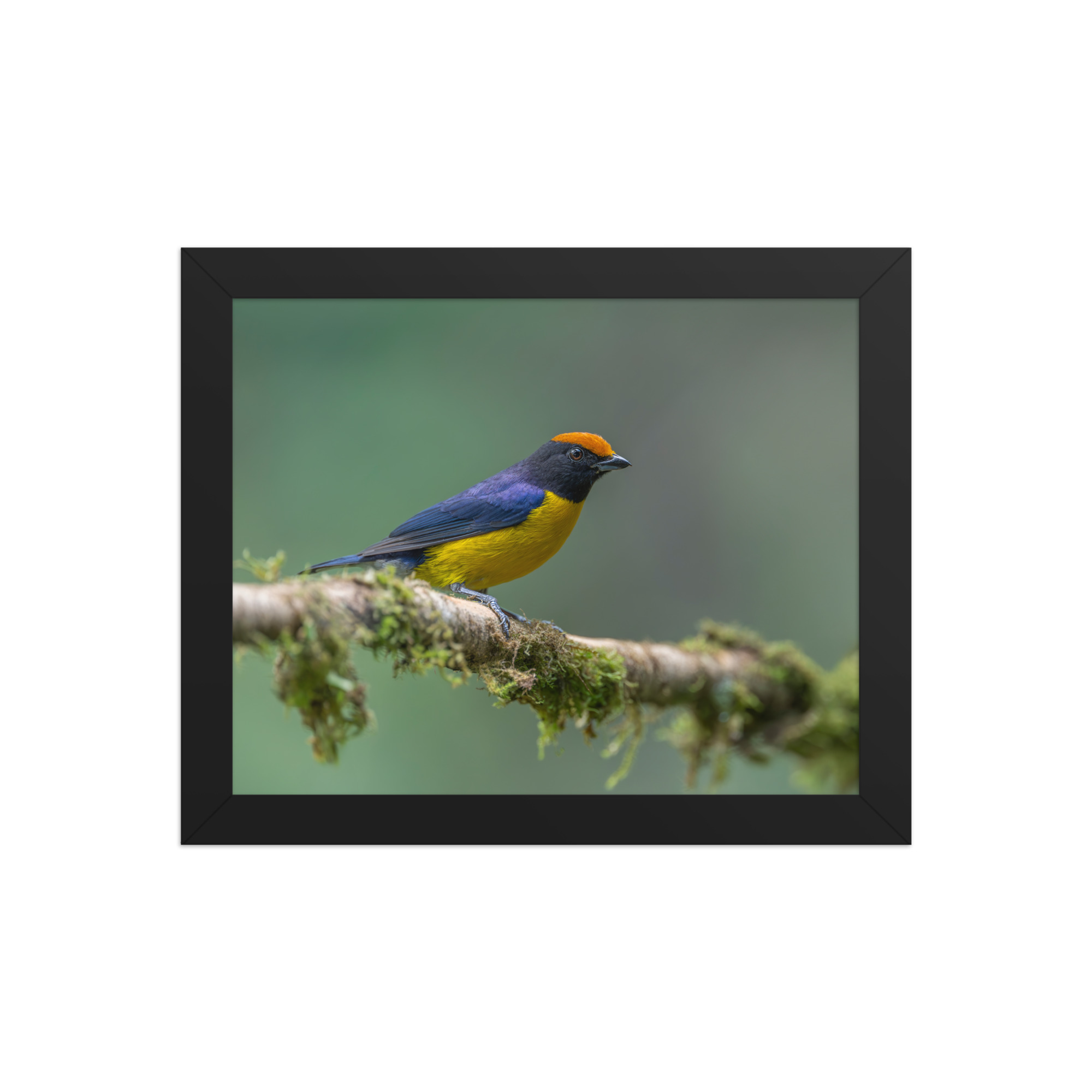 Tawny-capped euphonia in cloud forest! Framed poster - Image 2