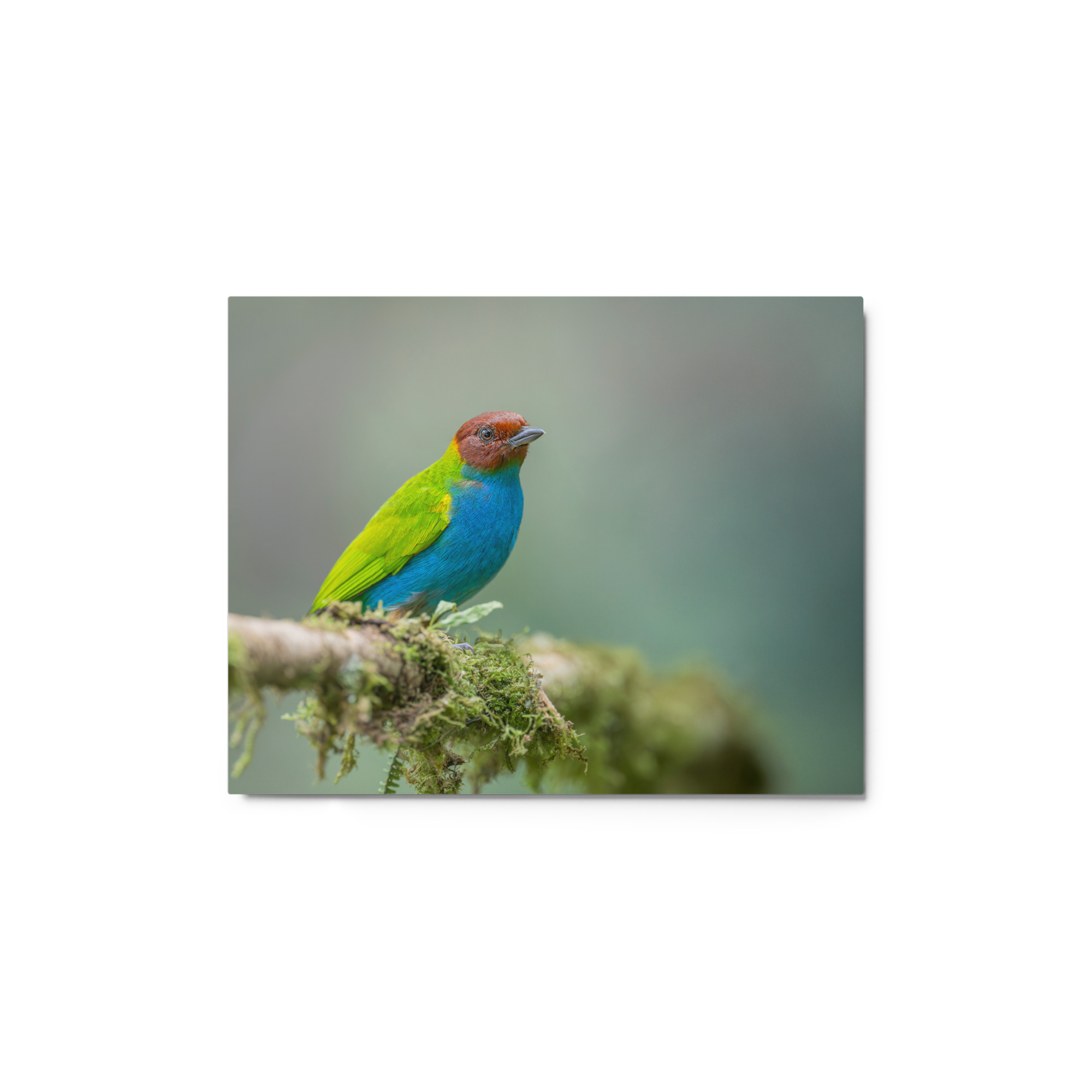 Bay Headed Tanager in rain Forest! Metal prints - Image 3