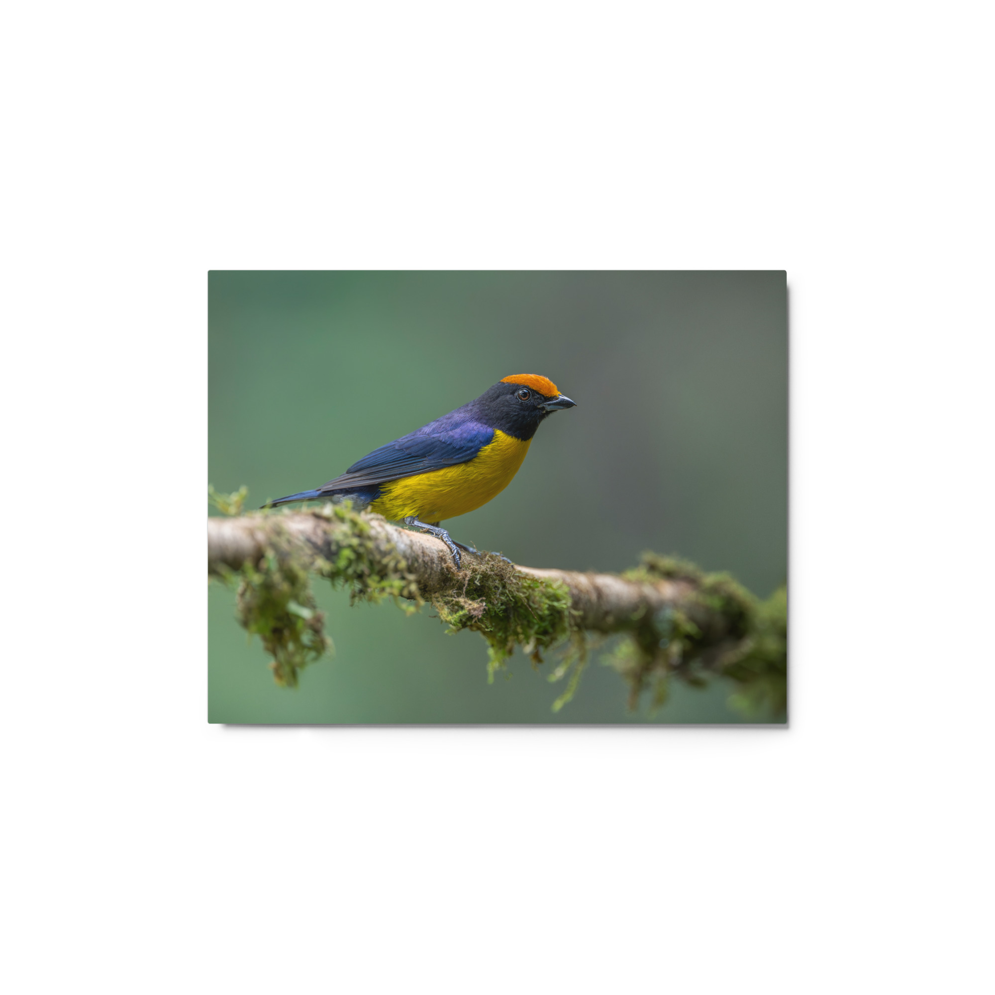Tawny-capped euphonia in cloud forest! Metal prints - Image 3