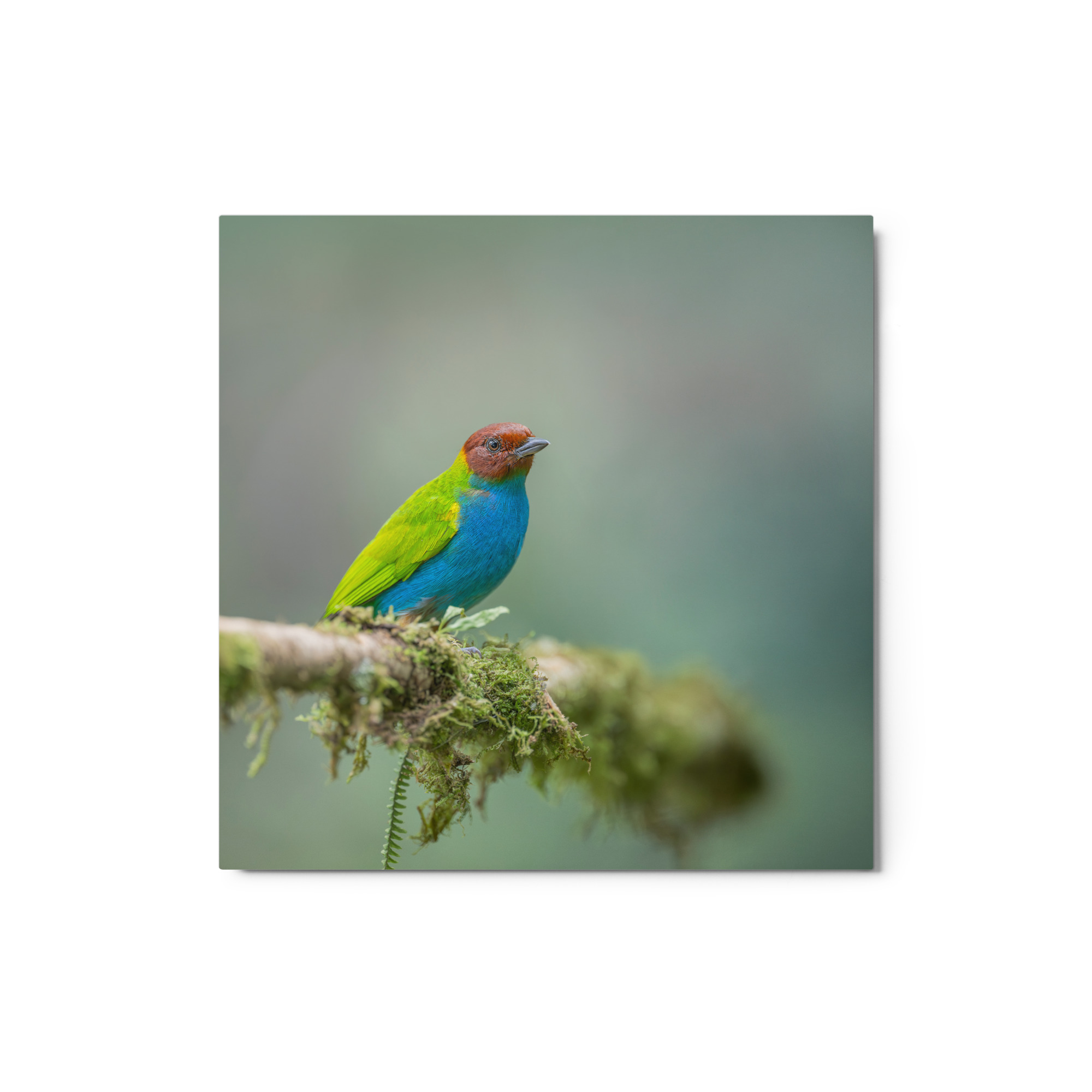Bay Headed Tanager in rain Forest! Metal prints - Image 4