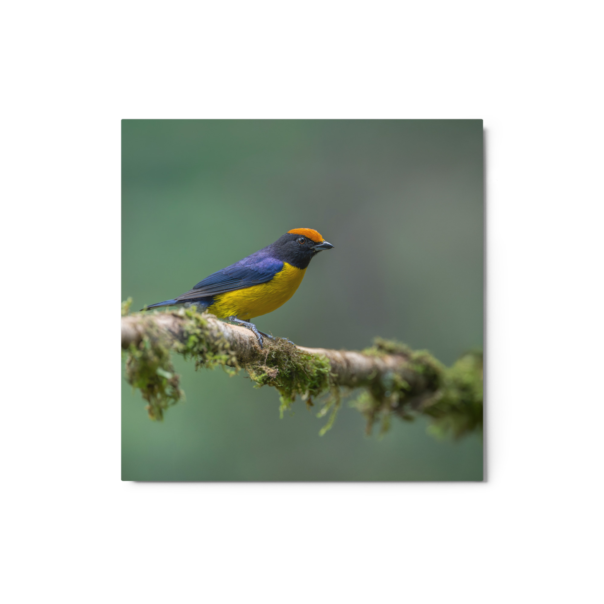 Tawny-capped euphonia in cloud forest! Metal prints - Image 4