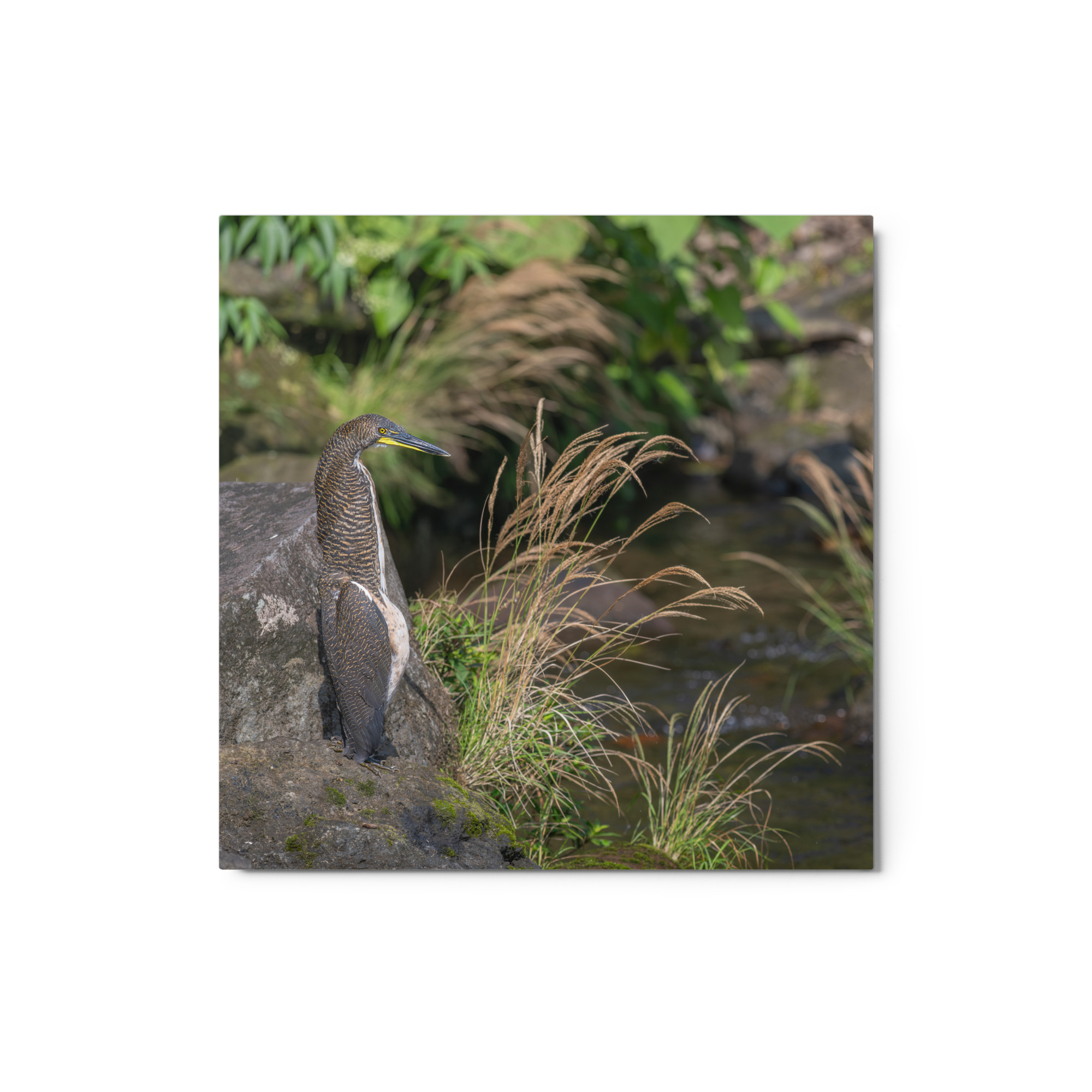 Bare-throated tiger heron! Metal prints - Image 3