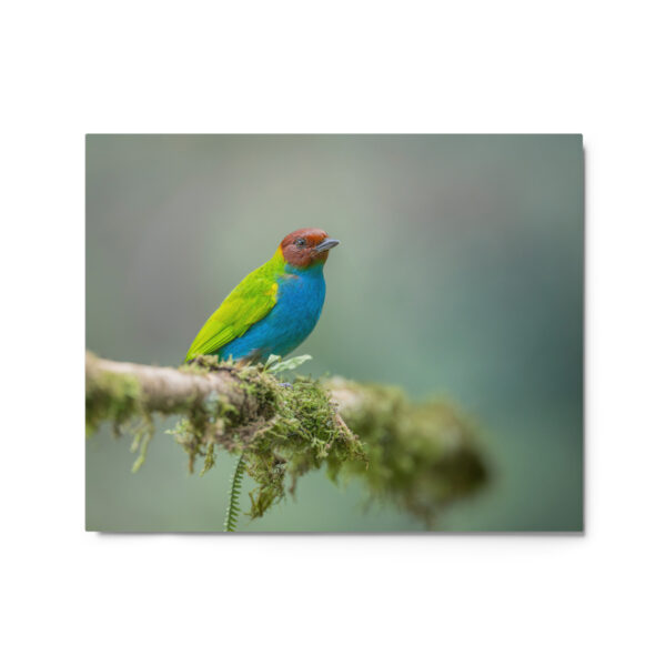 Bay Headed Tanager in rain Forest! Metal prints