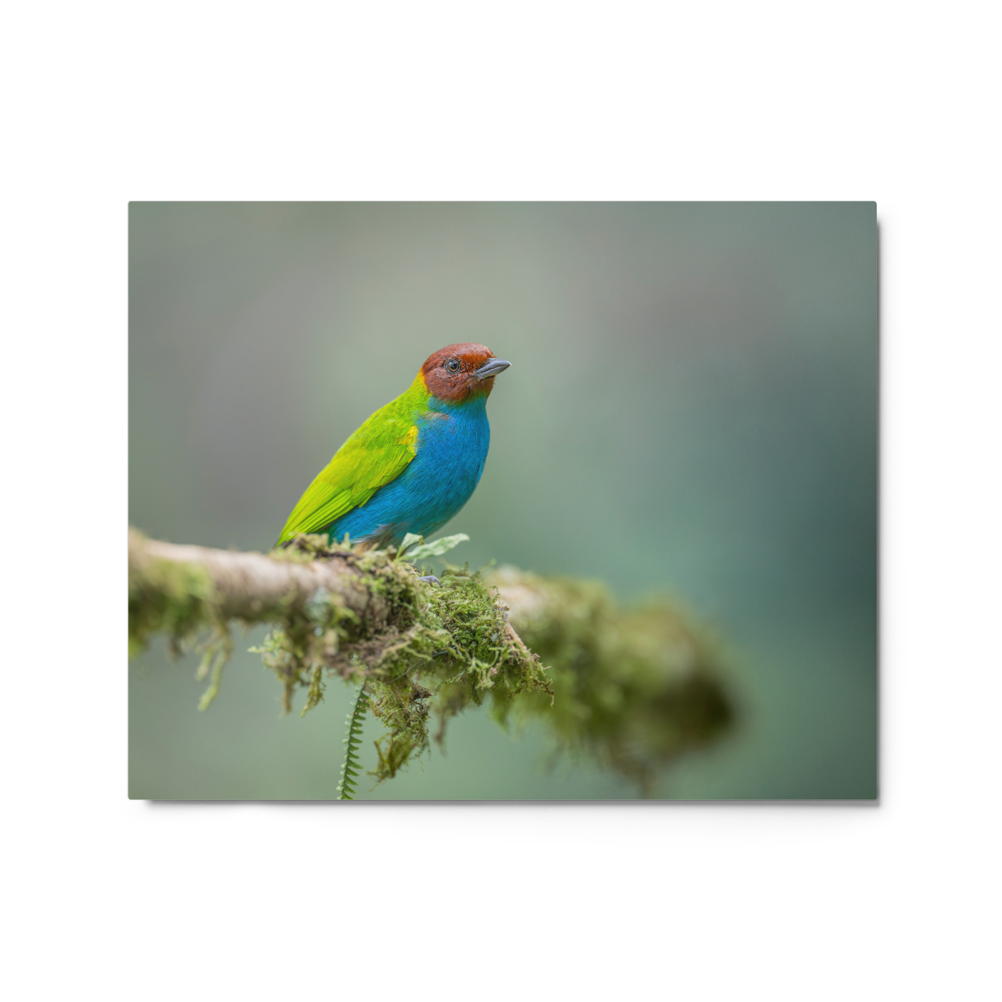 Bay Headed Tanager in rain Forest! Metal prints