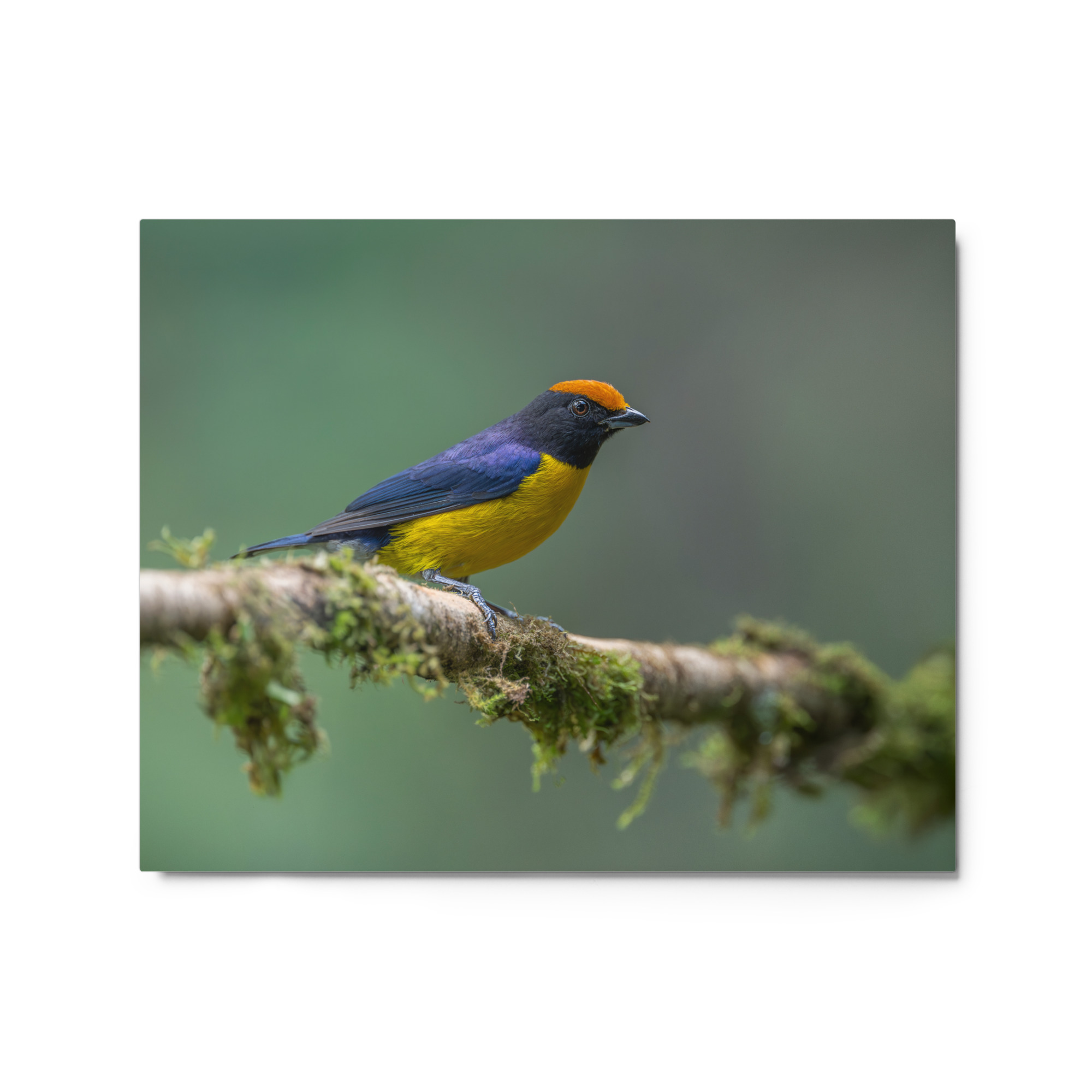 Tawny-capped euphonia in cloud forest! Metal prints - Image 5