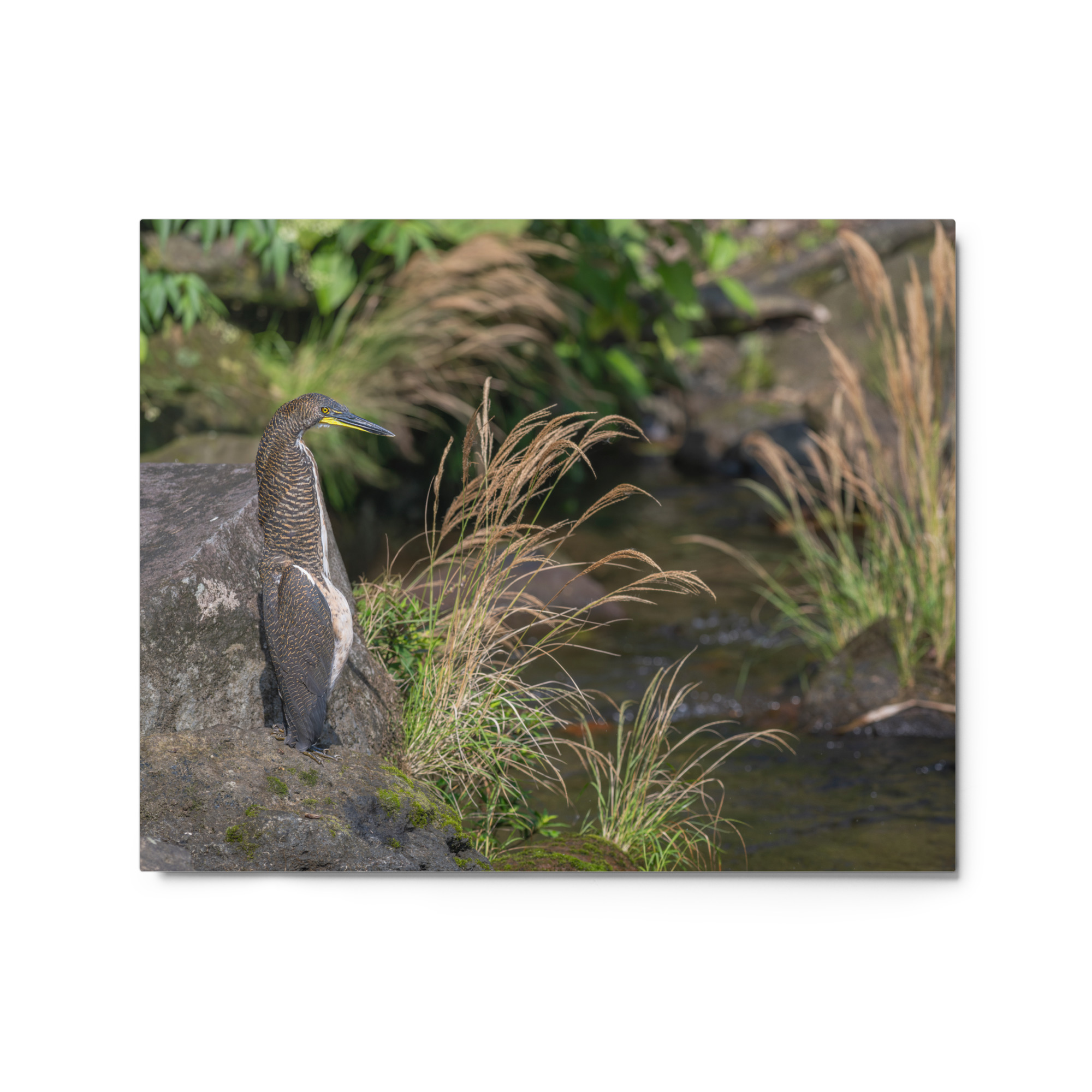 Bare-throated tiger heron! Metal prints - Image 4