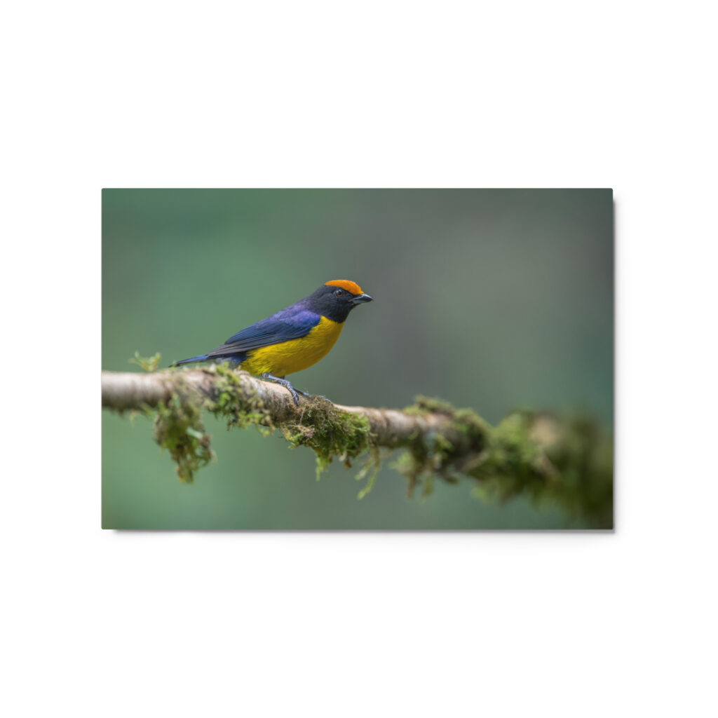 Tawny-capped euphonia in cloud forest! Metal prints