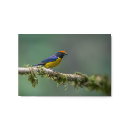 Tawny-capped euphonia in cloud forest! Metal prints